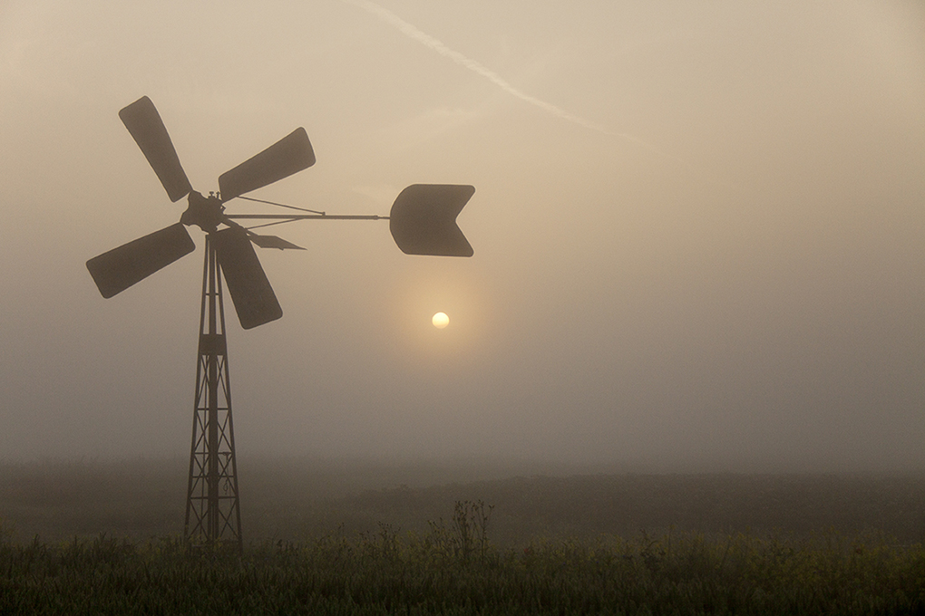 bosmanmolentje-in-de-mist