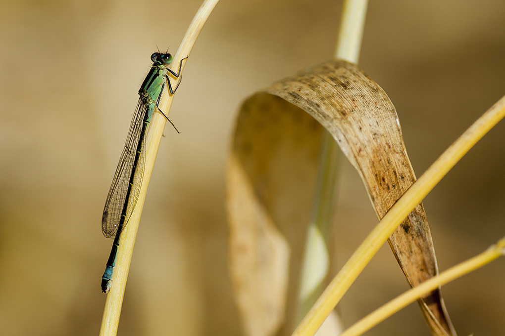 libelle-53