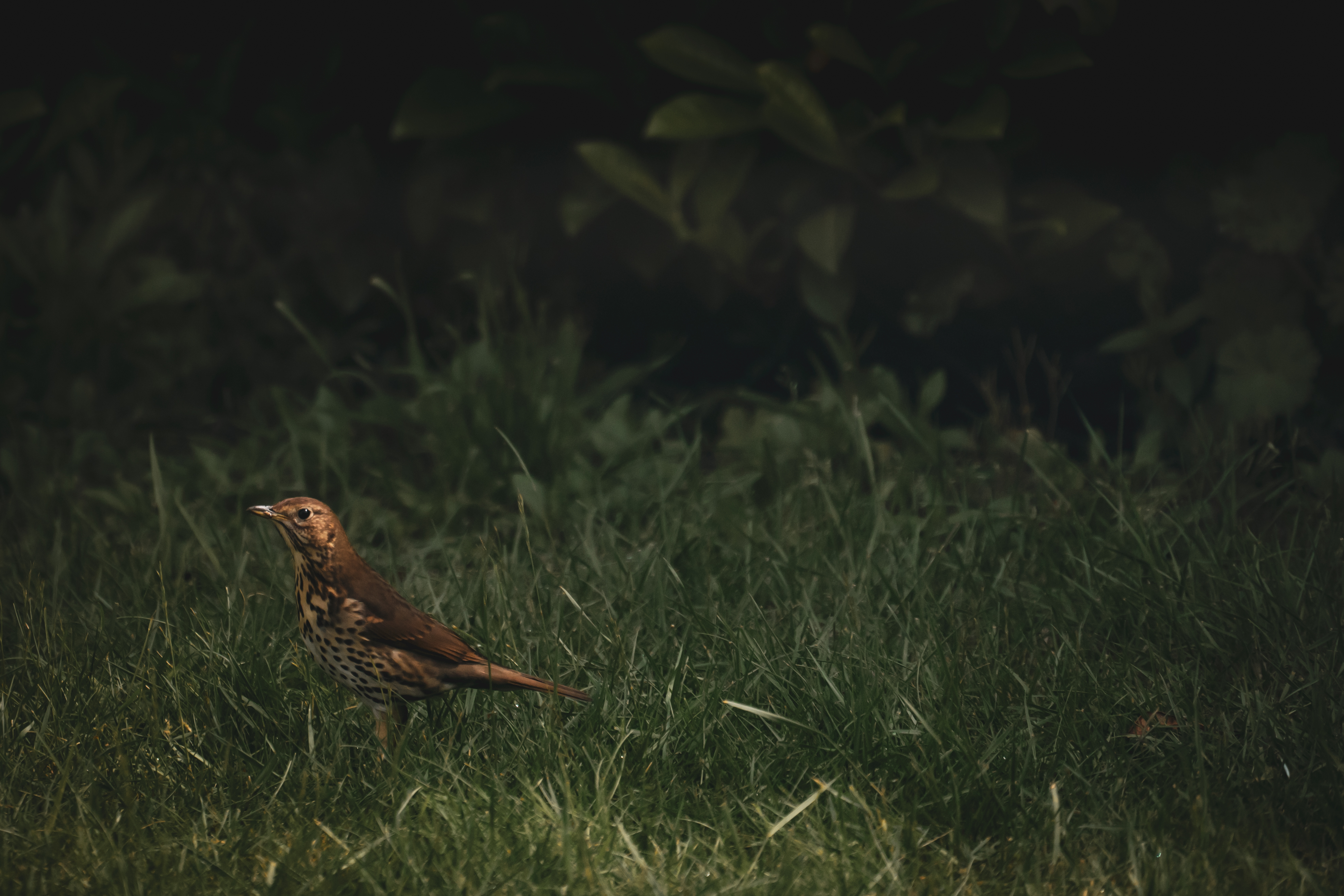 door-het-keukenraam-naar-mijn-tuin