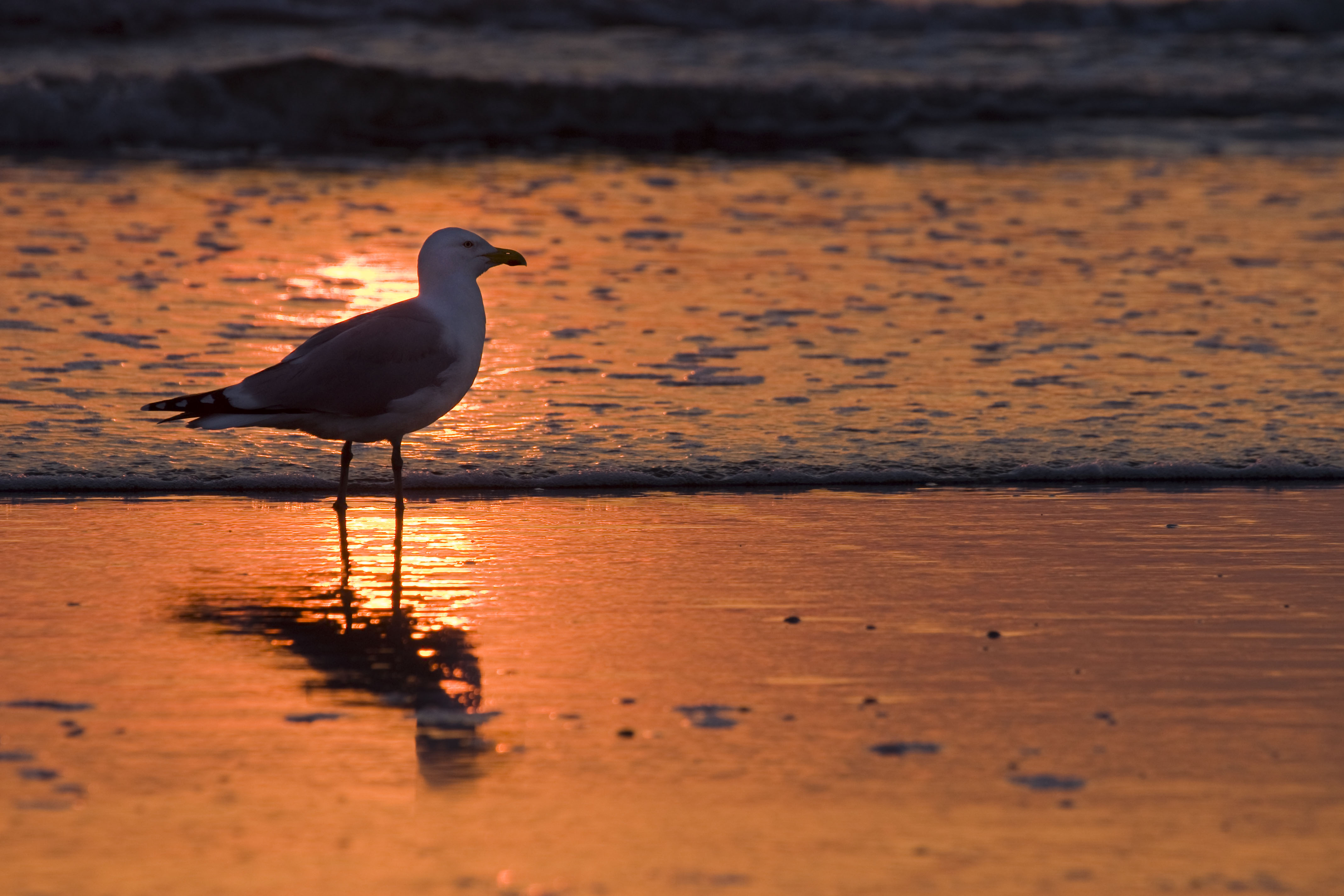 sunset-seagul