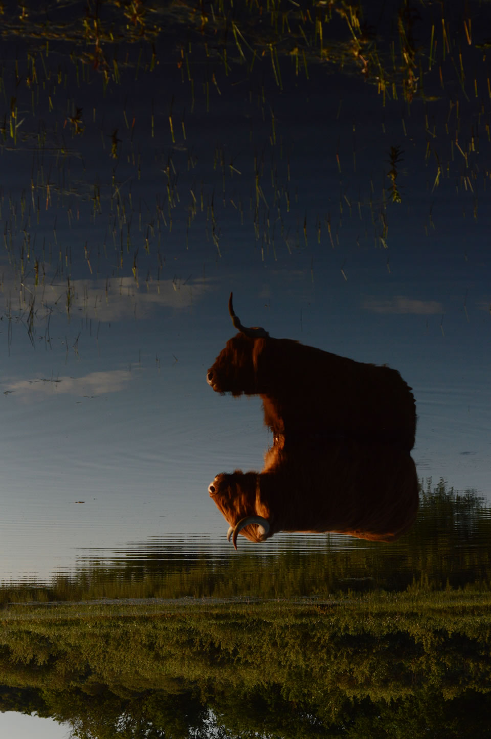 indian-dreams-upside-down