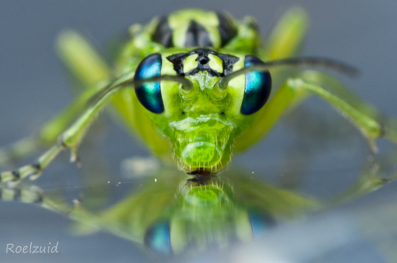 groene-bladwesp-op-glas