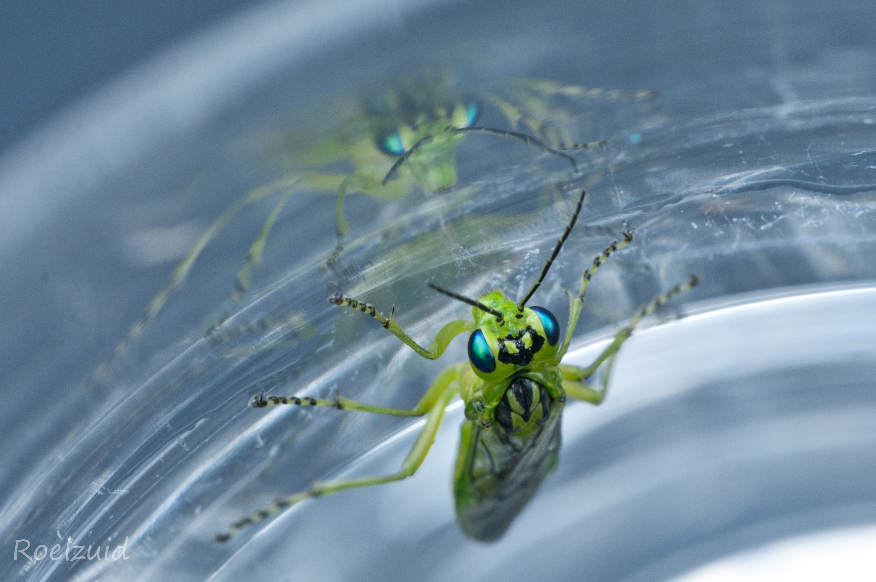 groene-bladwesp-in-mijn-glas-0