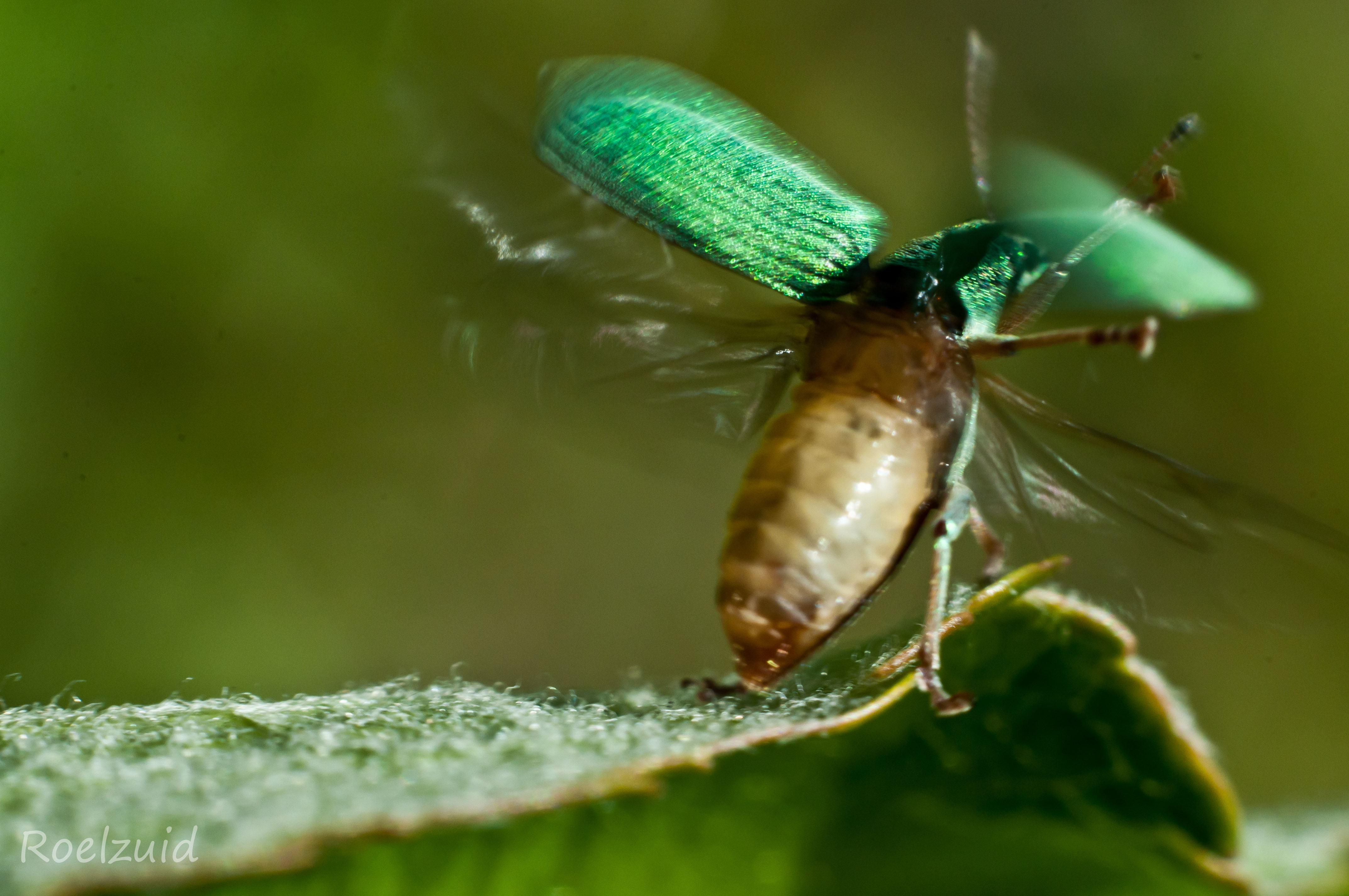 startende-snuitkever