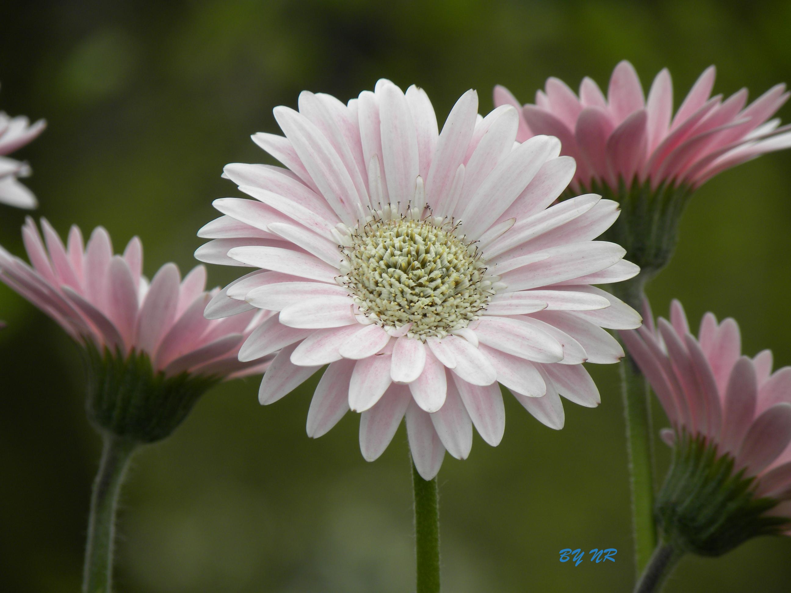 mooie-witte-margriet