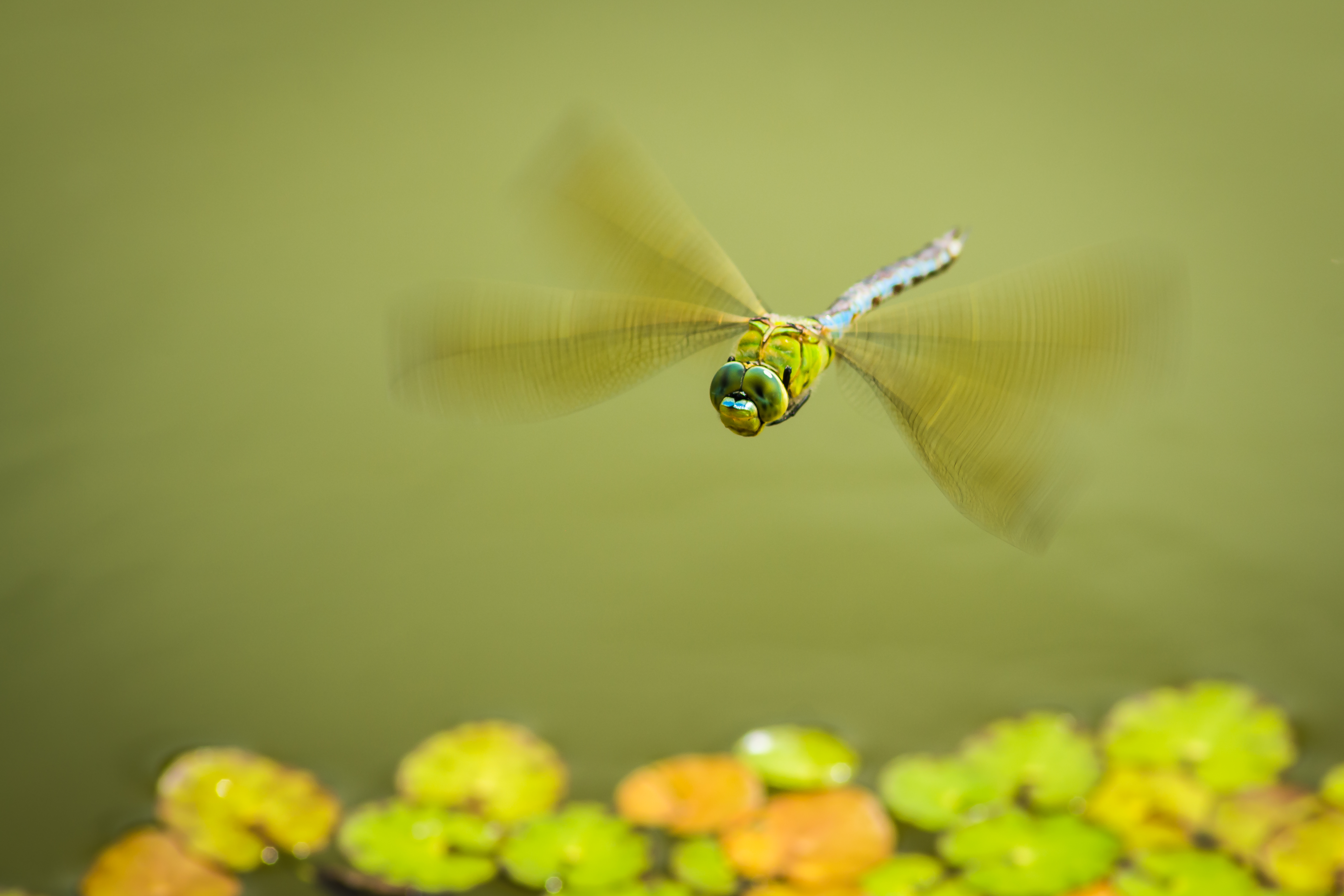 one-day-ill-fly-away