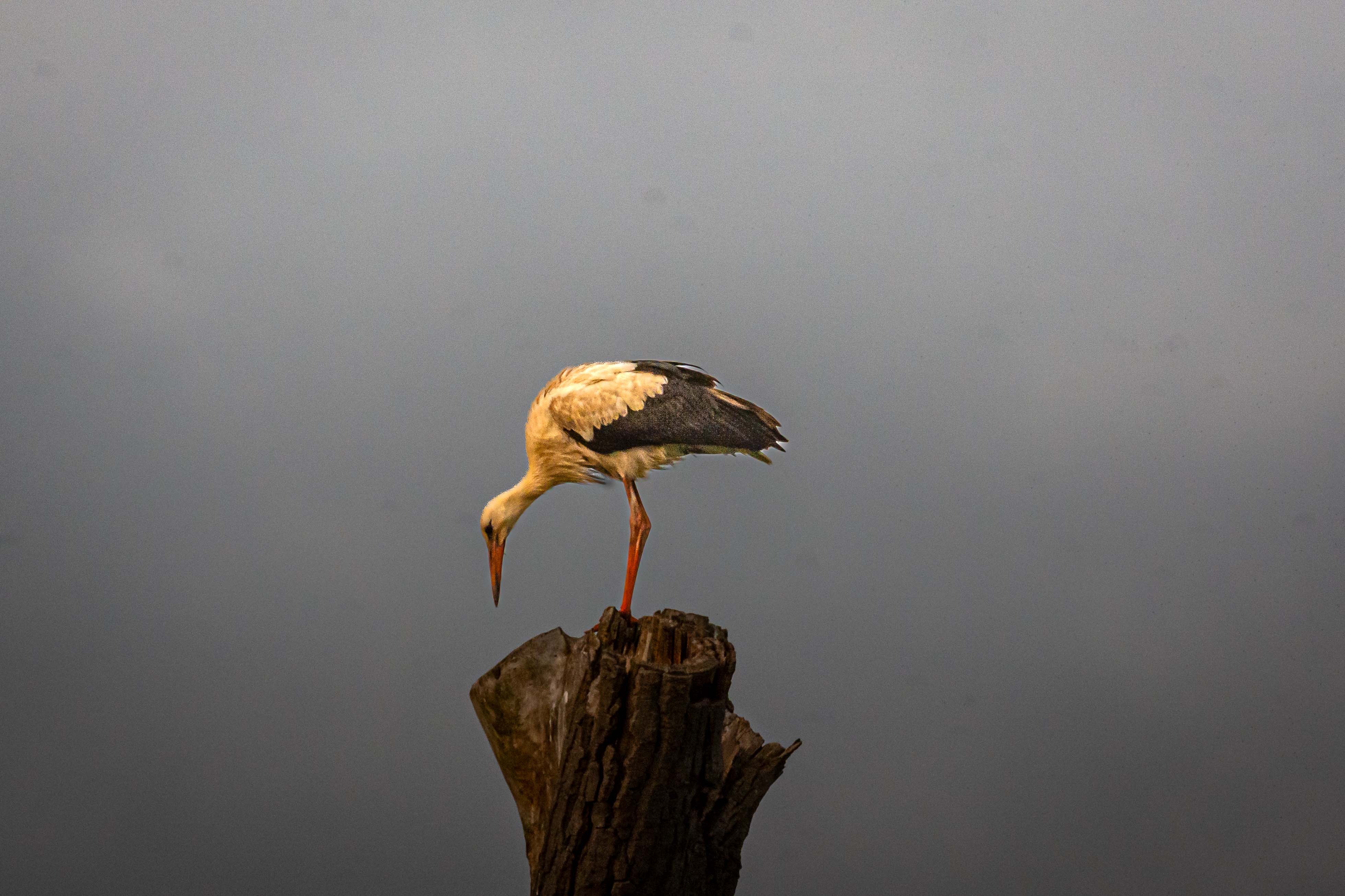 wegdromen-met-de-avond