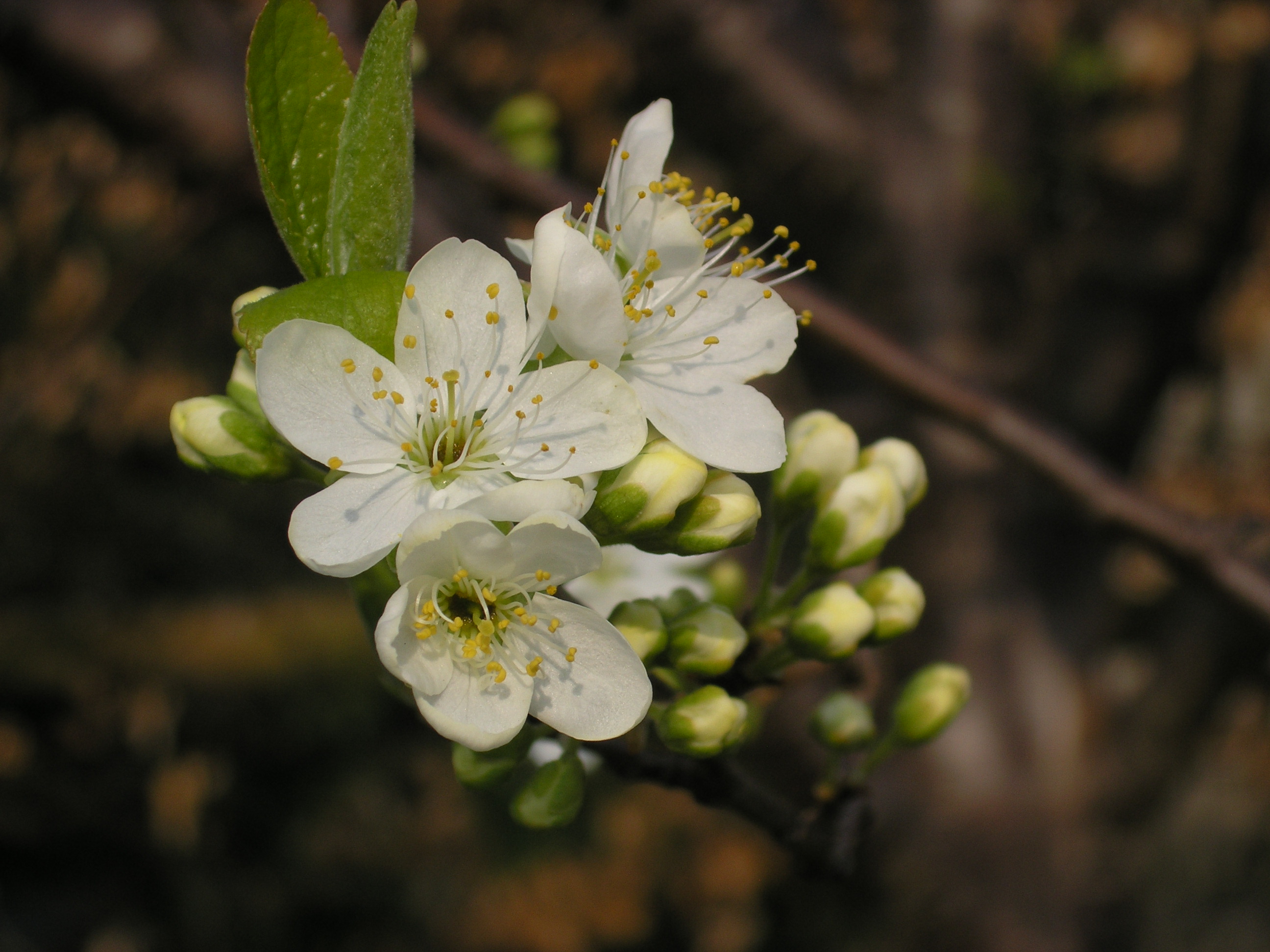 pruimenboom-in-de-bloei