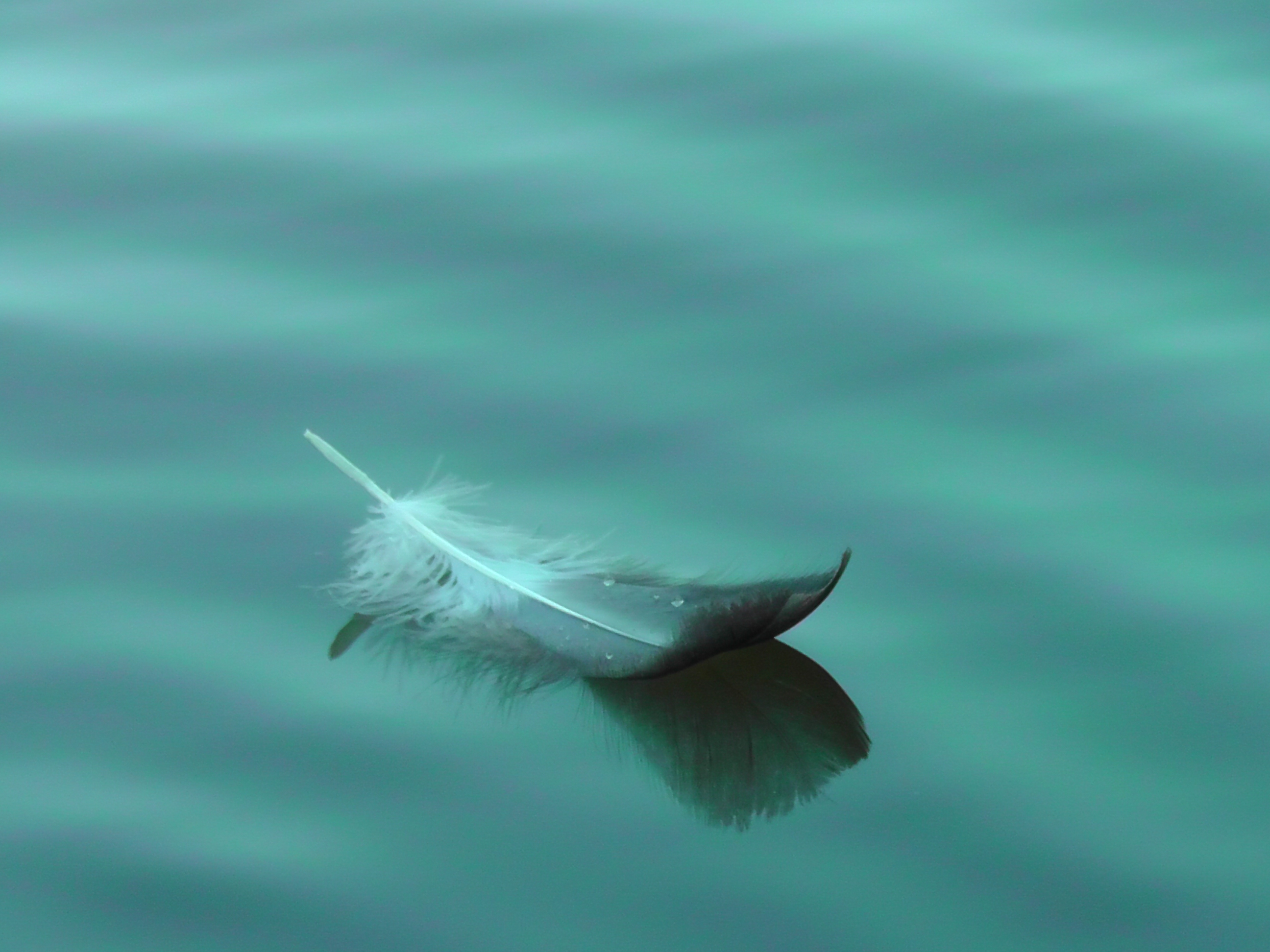 veer-spiegelt-in-het-water