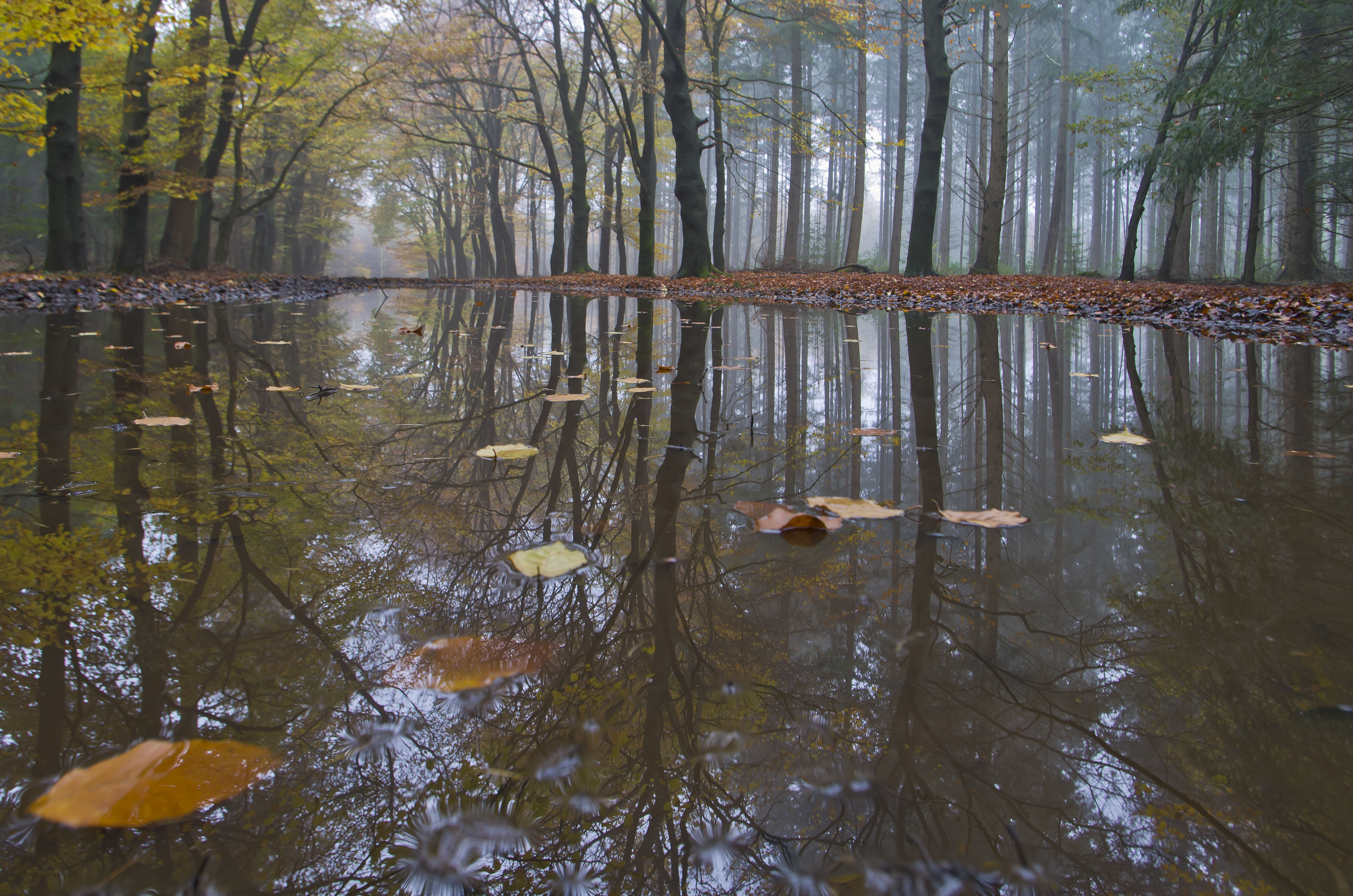 speulder-spielderbos