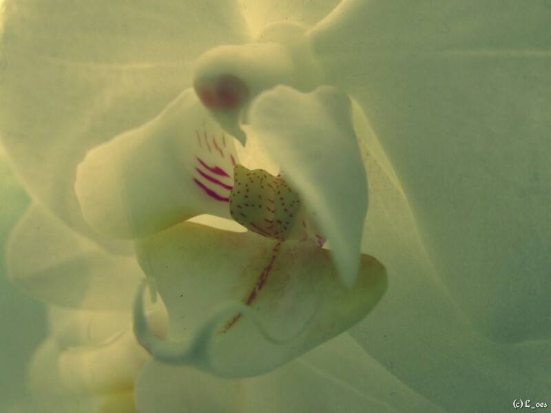 orchid-1