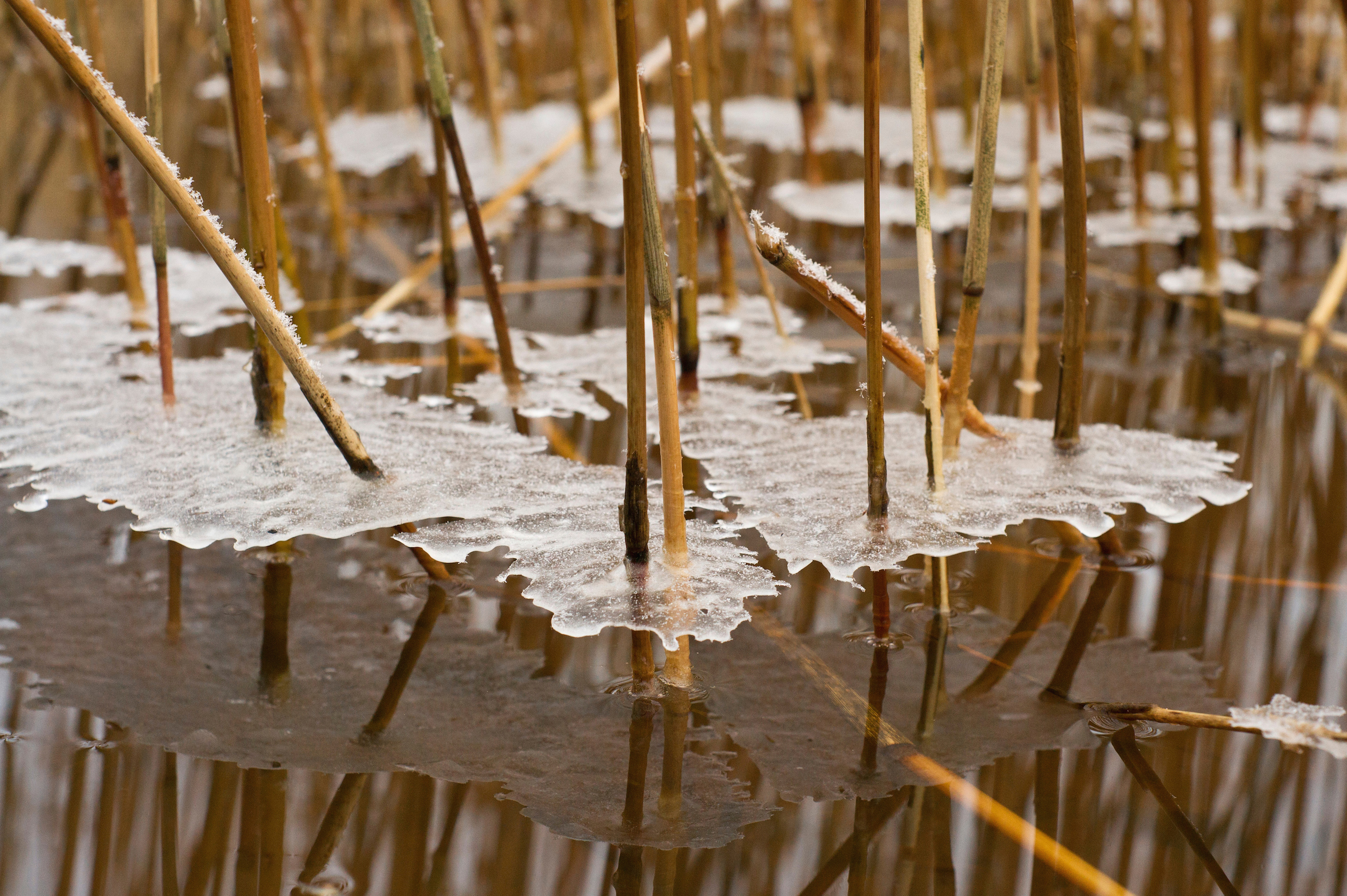 reflections-of-winter