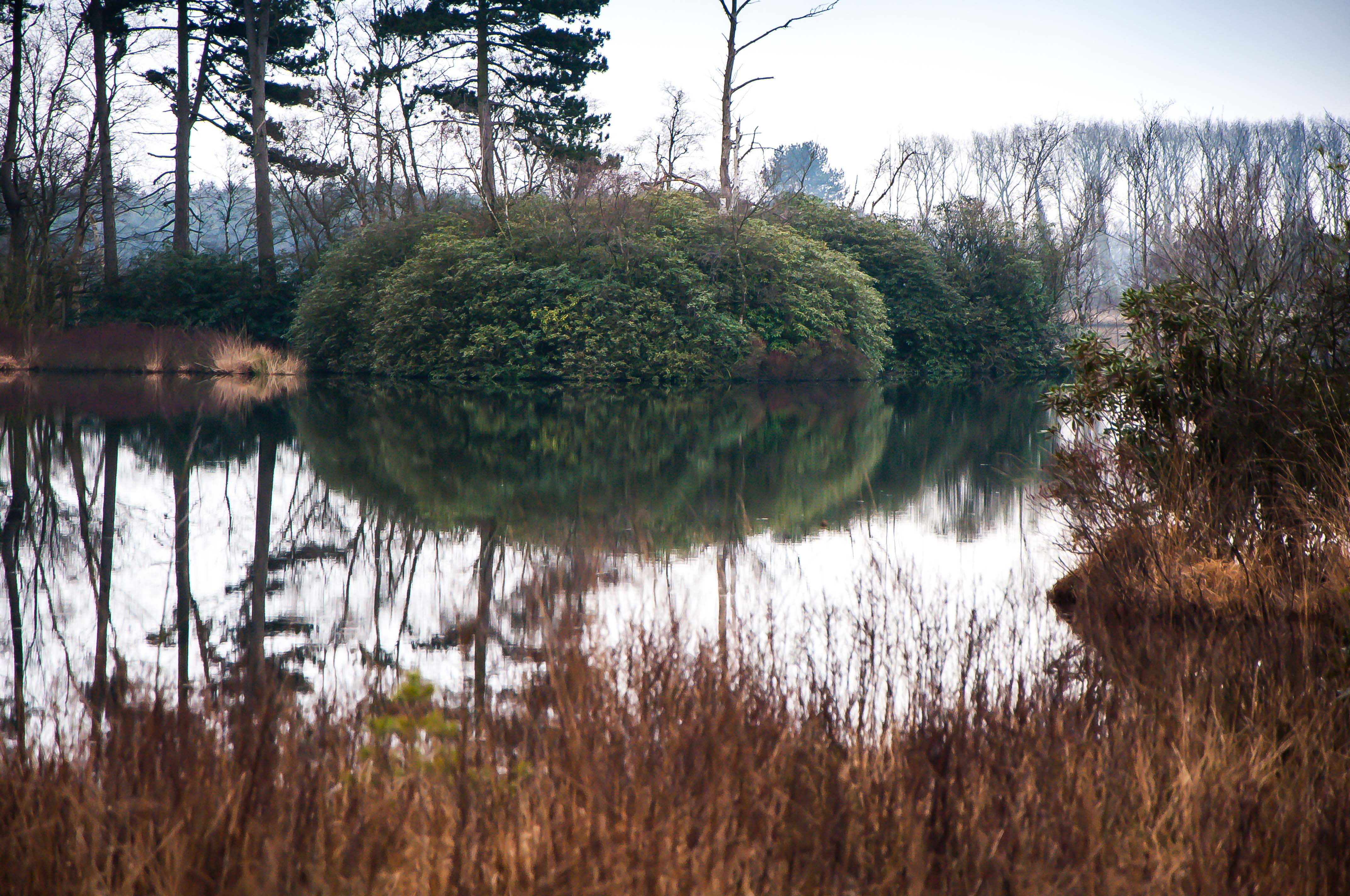 struiken-langs-het-water