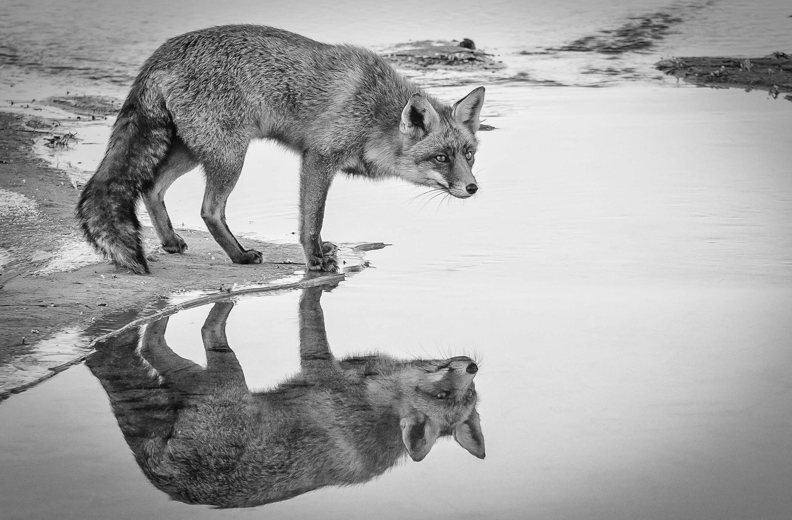 vos-met-spiegelbeeld