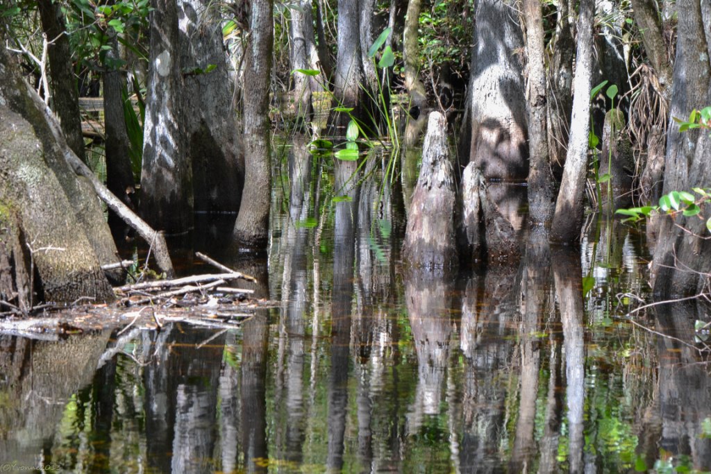 florida-big-cypress-national-park