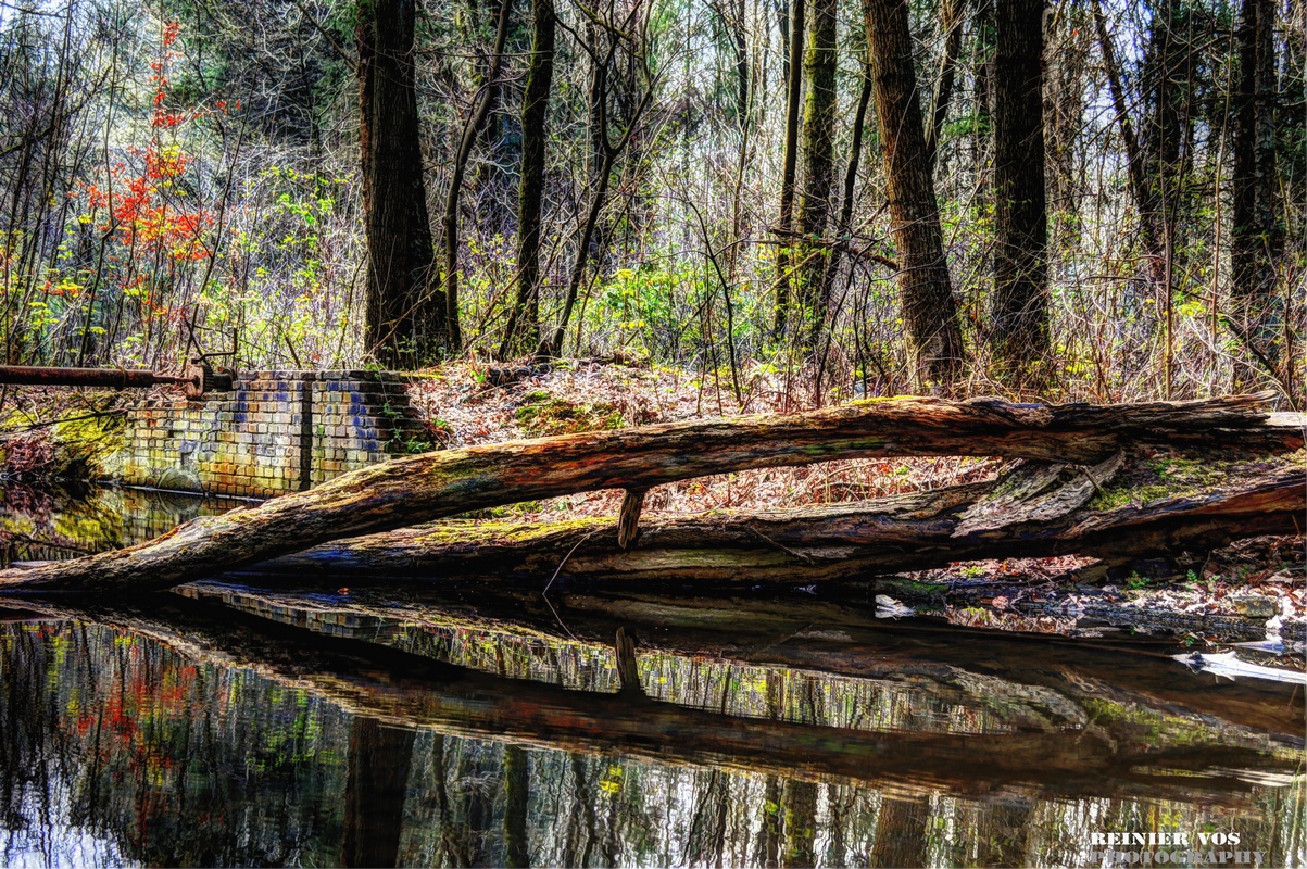 weerkaatsing-in-bos