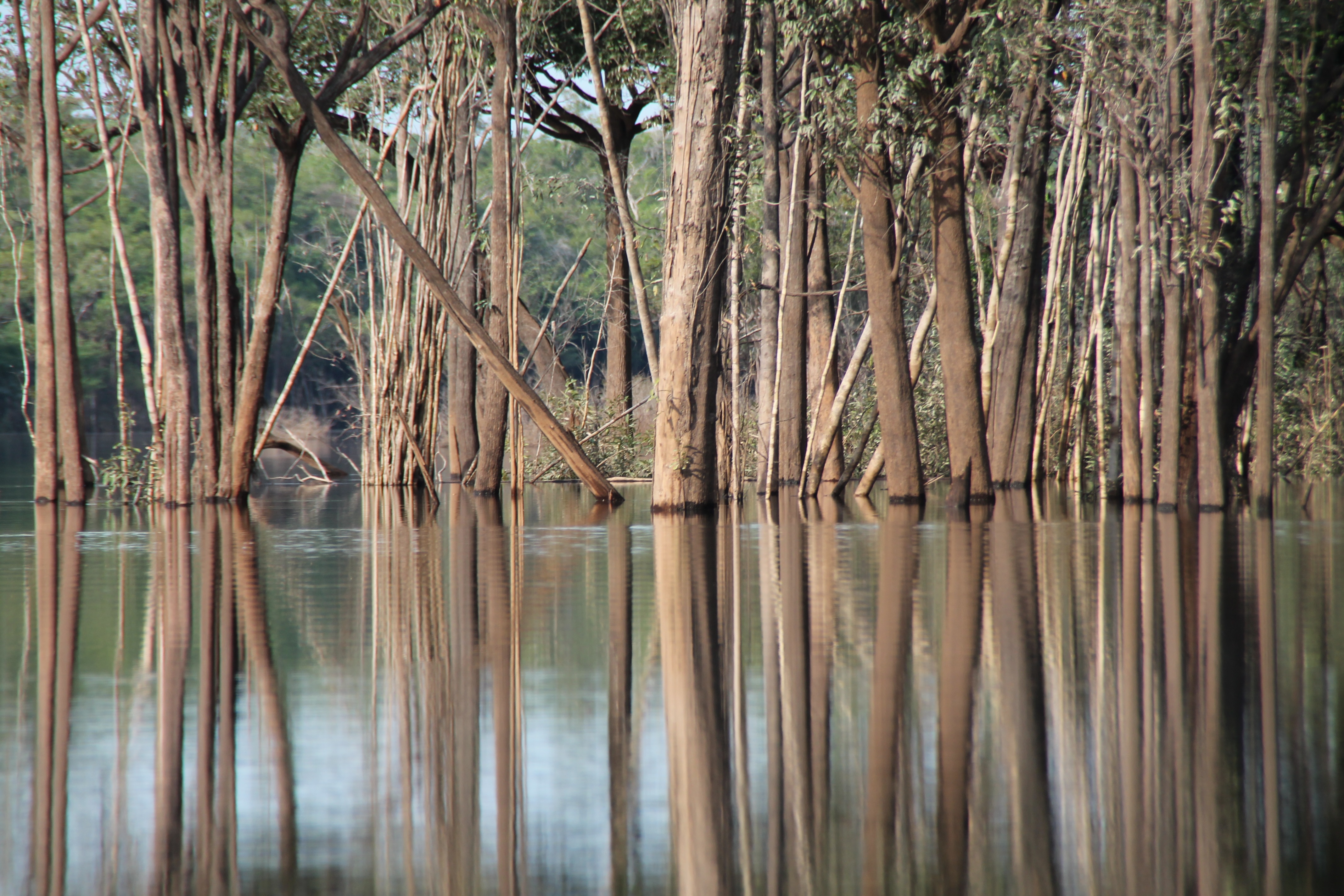 braziliaanse-amazone