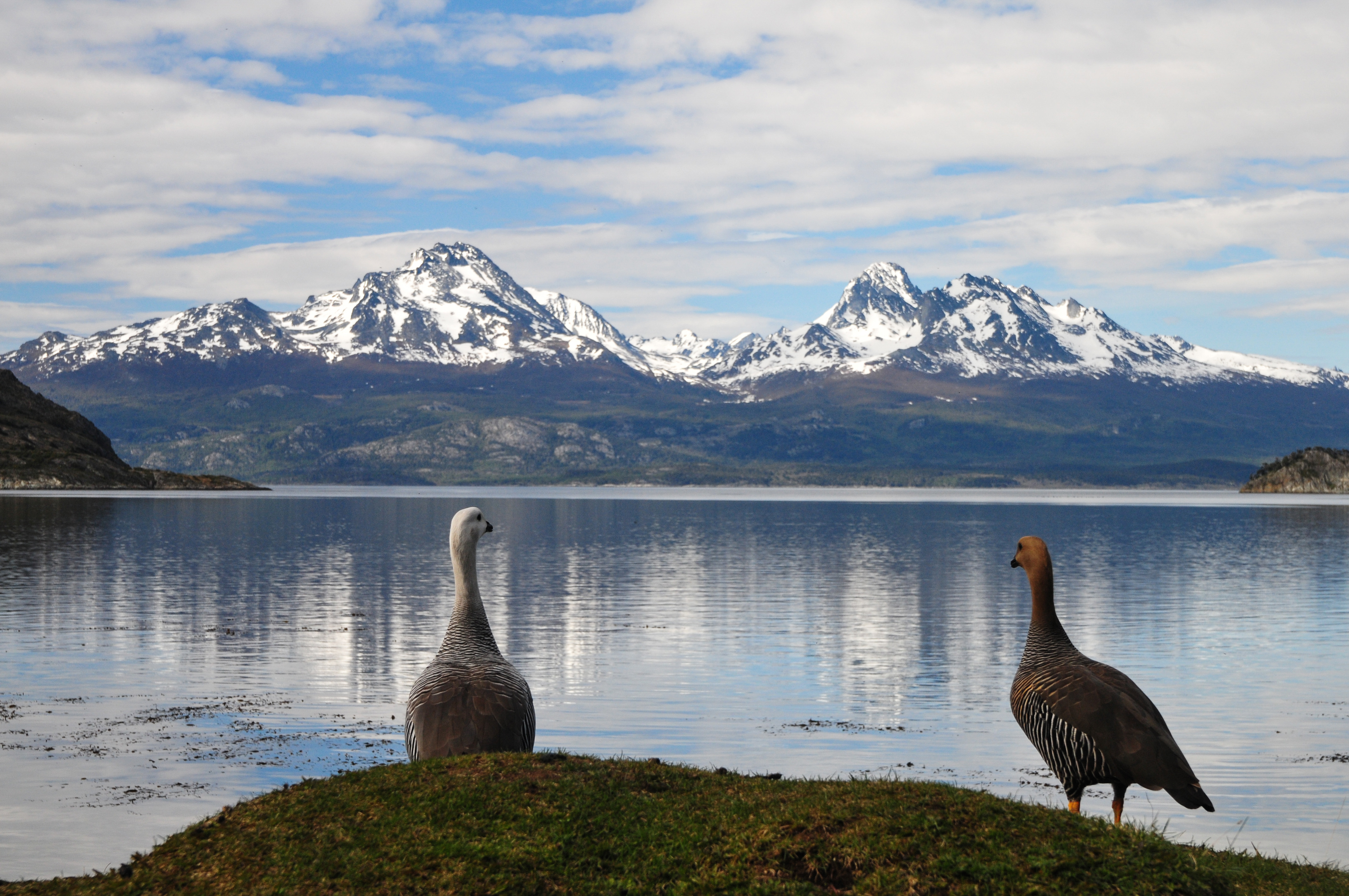 ganzen-tierra-del-fuego