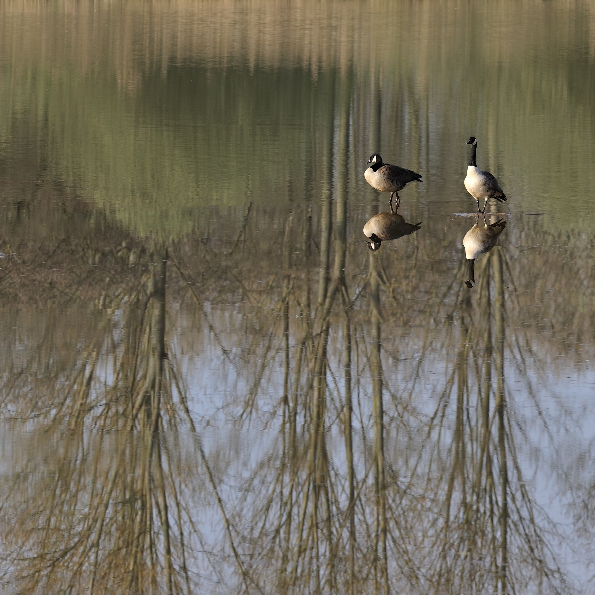 canadagansen-in-gespiegeld-landschap