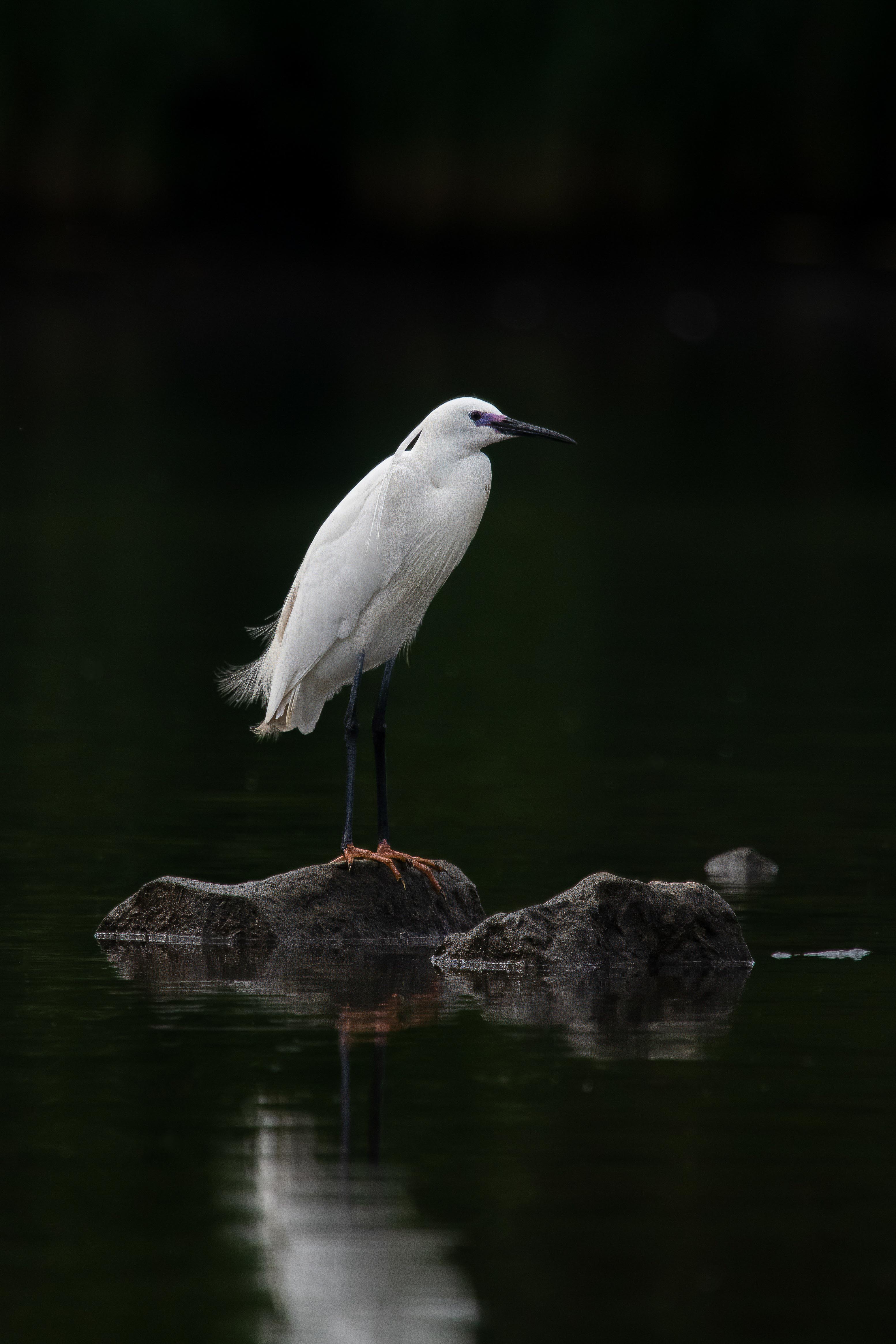 zilverreiger-biesbos