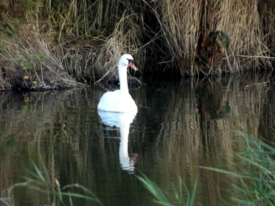 white-swan-1