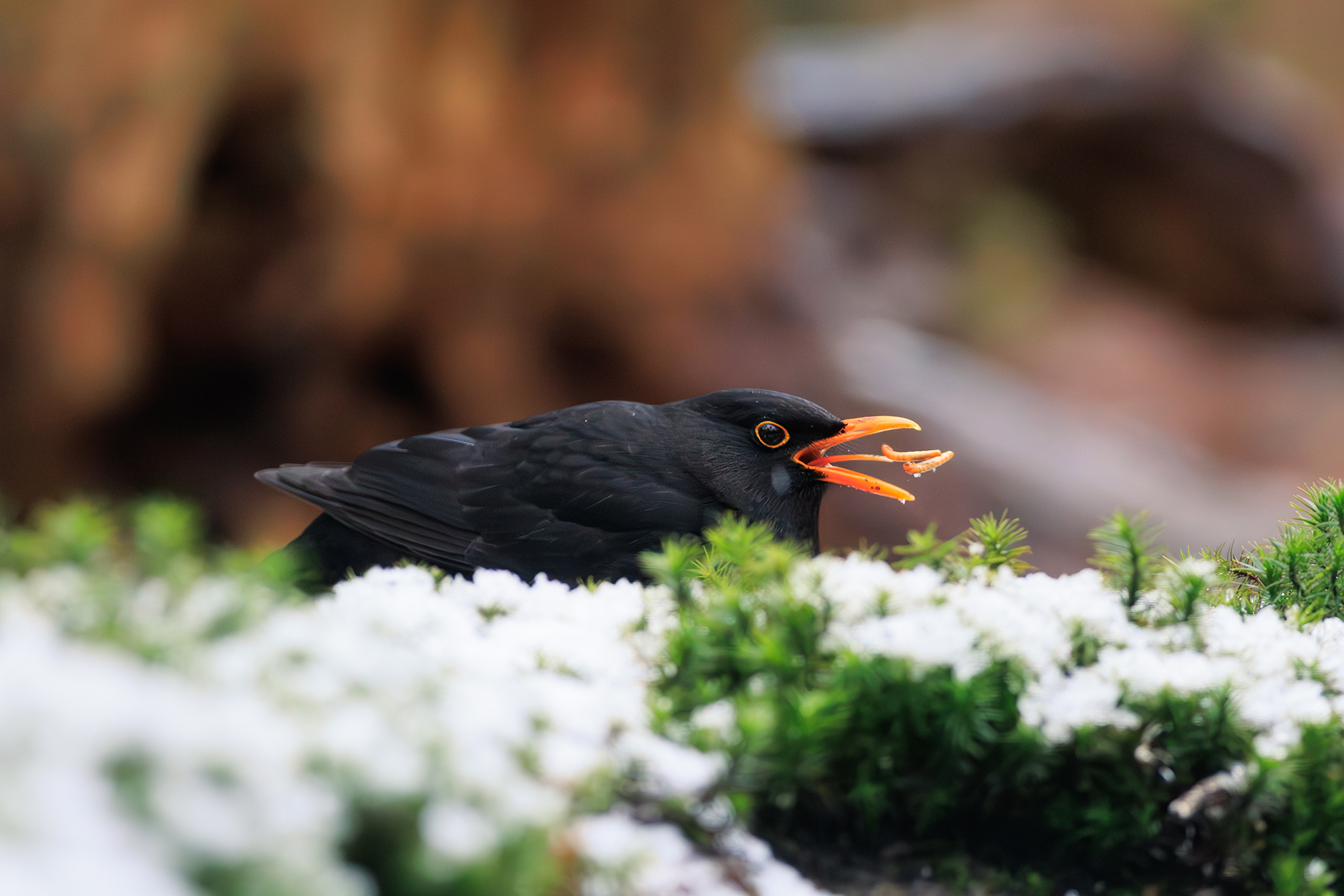 merel-die-zijn-lunch-vangt
