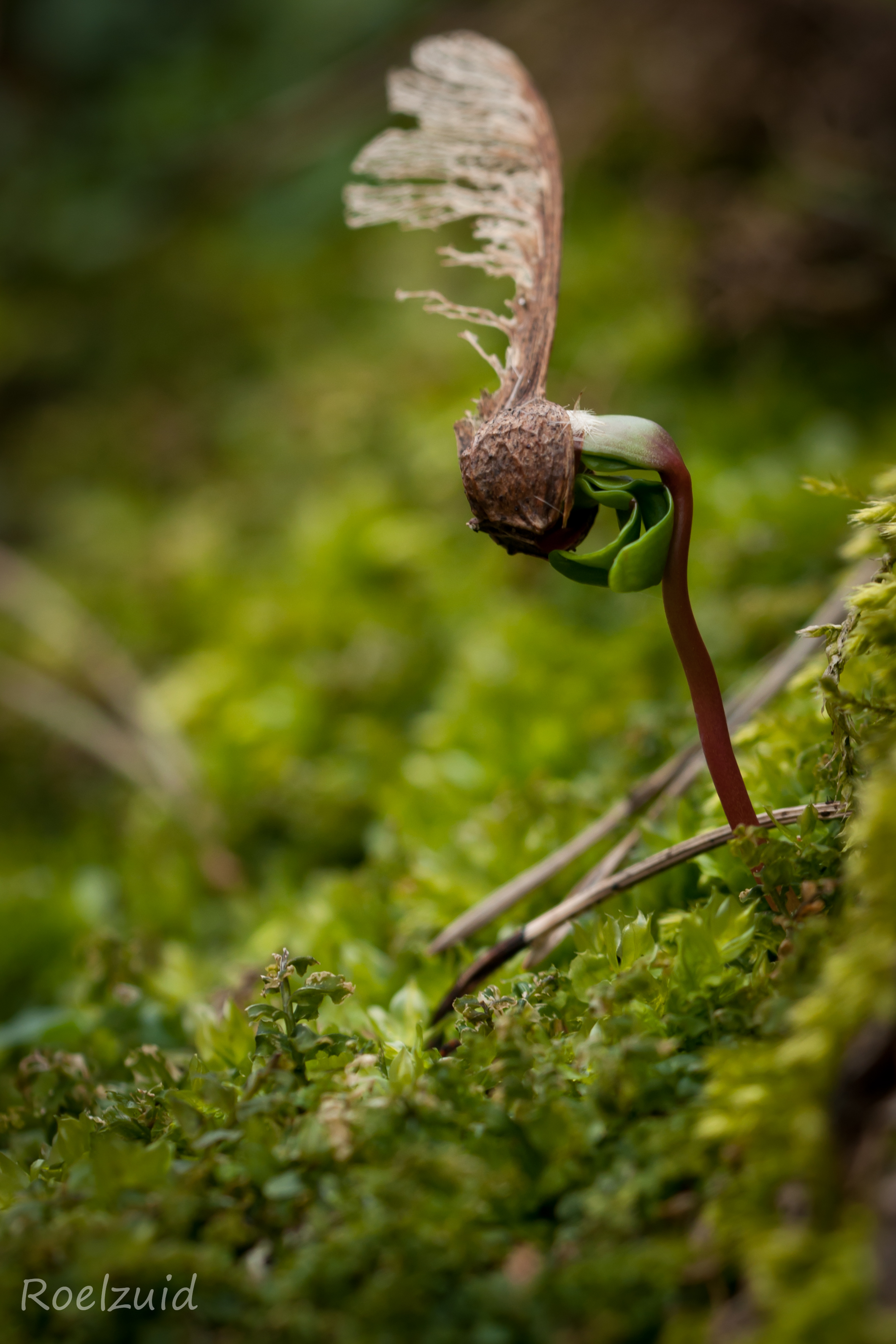 van-helikopter-tot-esdoorn