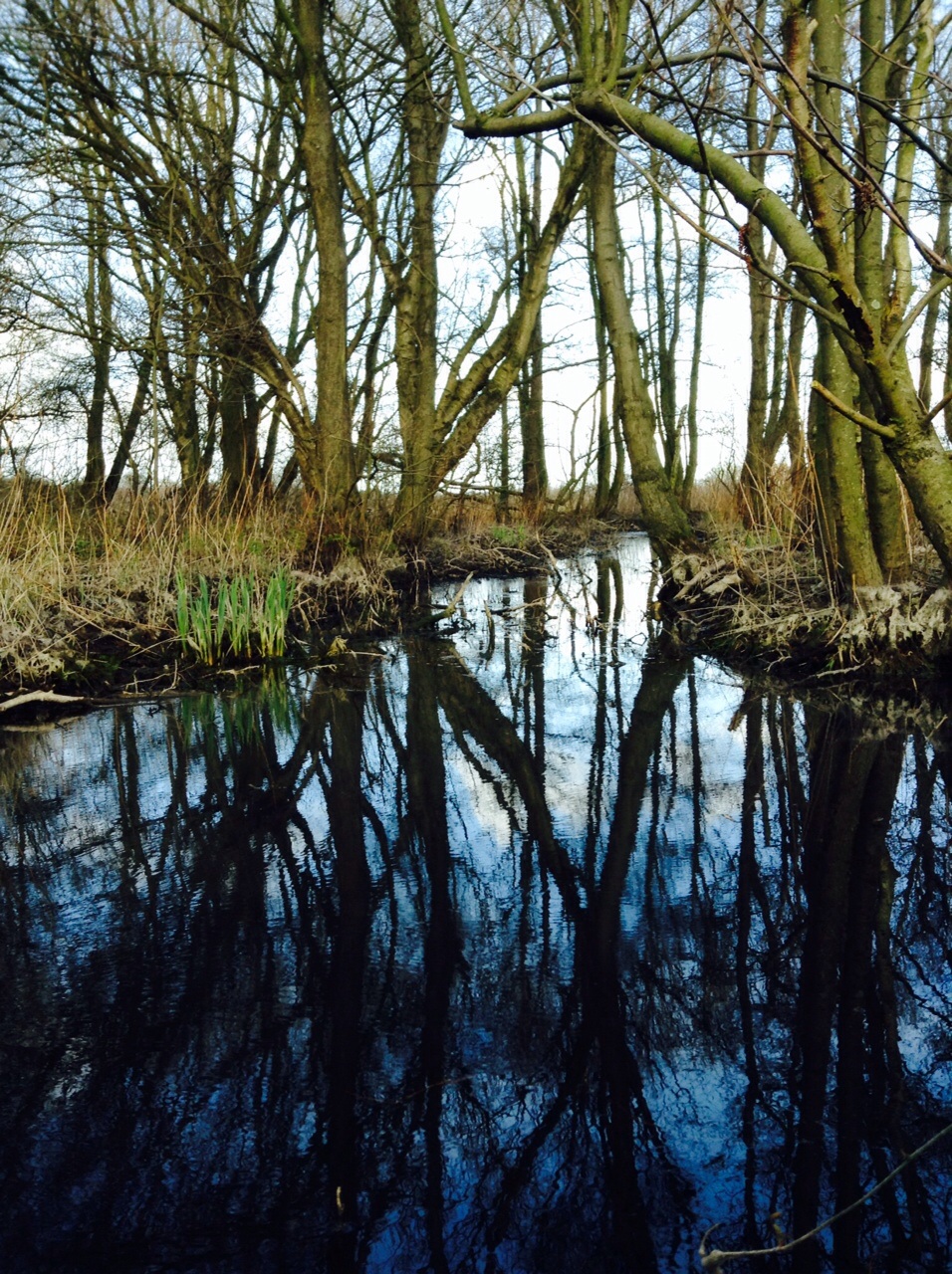weerspiegeling-duinen-westvoorne