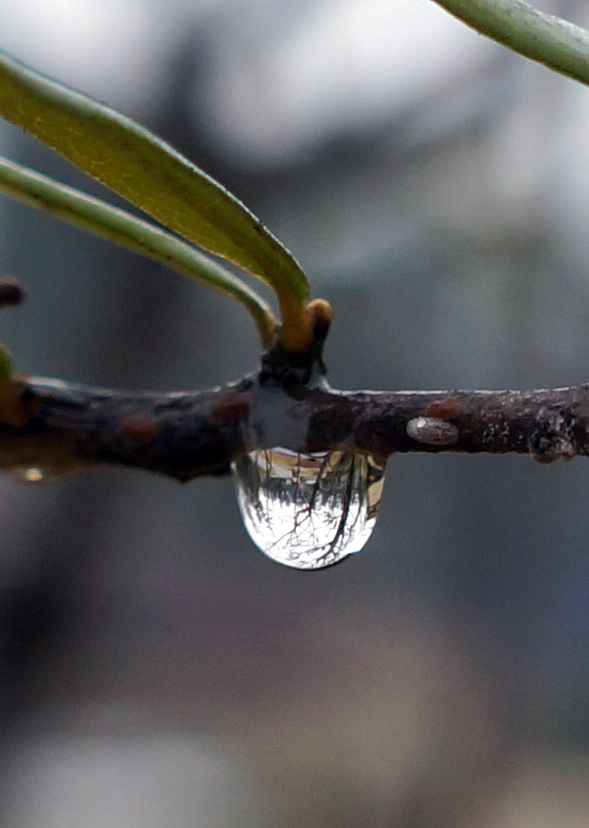 reflection-in-a-raindrop