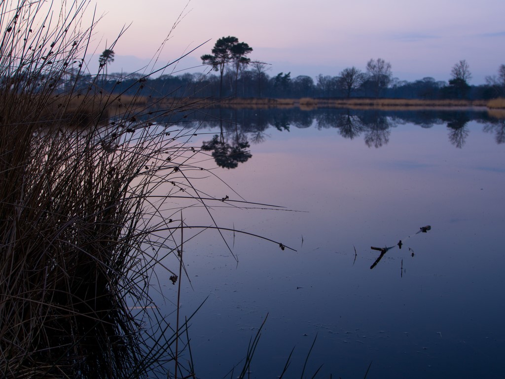 mirror-inthe-forest-evening