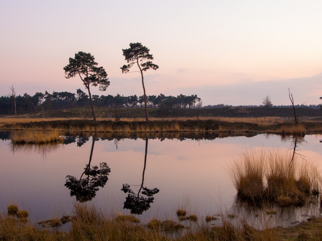 mirror-in-the-forest