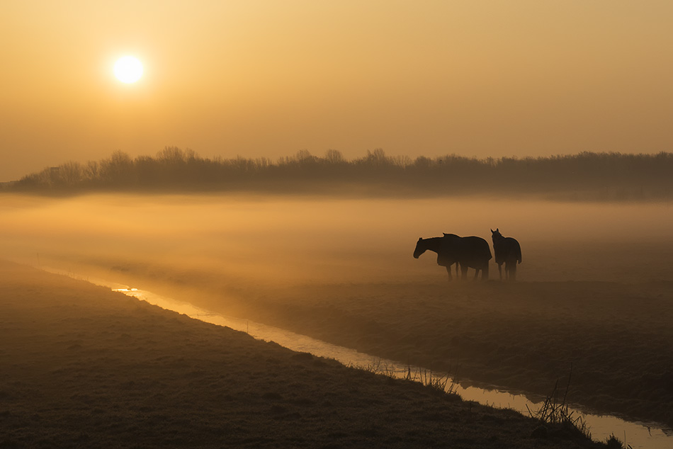paarden-in-de-mist-0