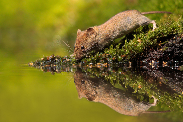drinkende-muis