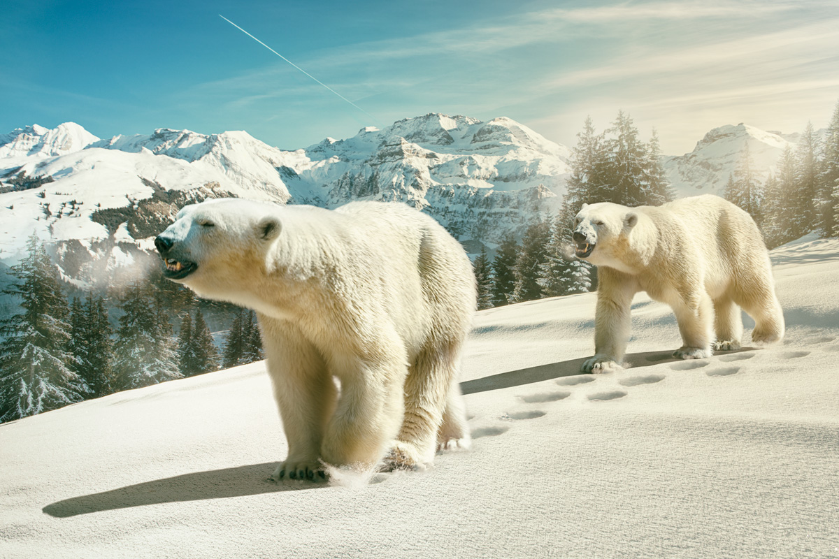 swiss-polar-bears