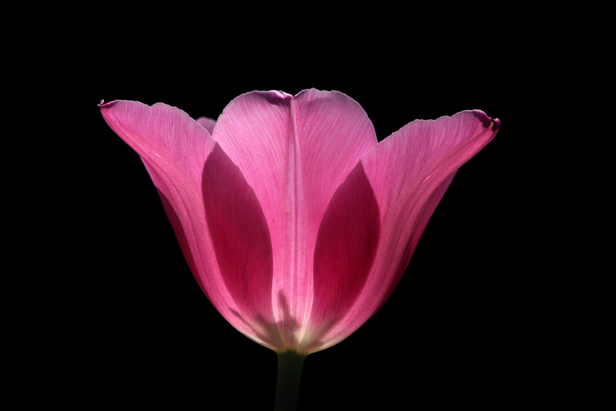 kelk-gevuld-met-laatste-zonnestralen