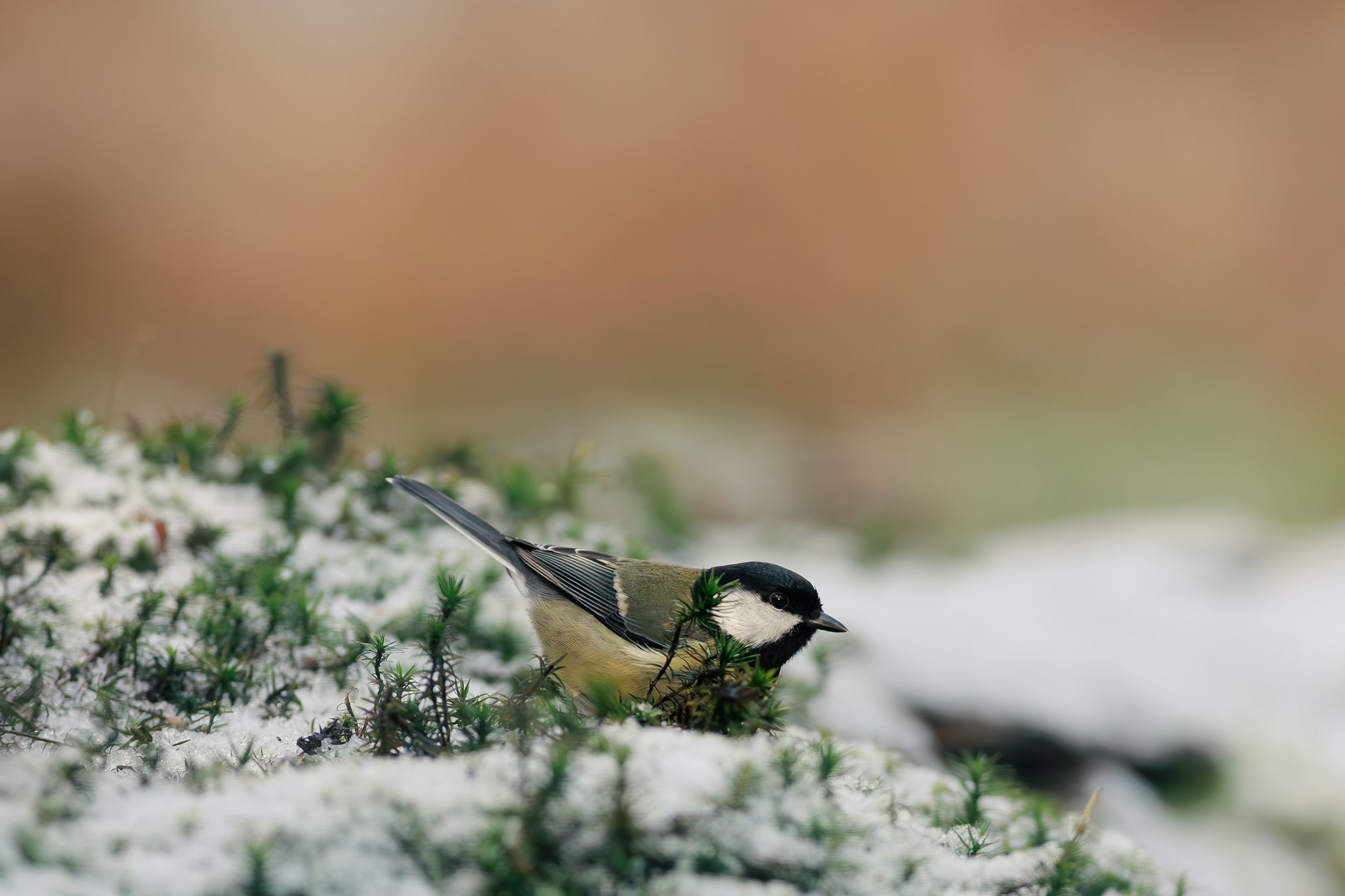 koolmees-in-de-sneeuw