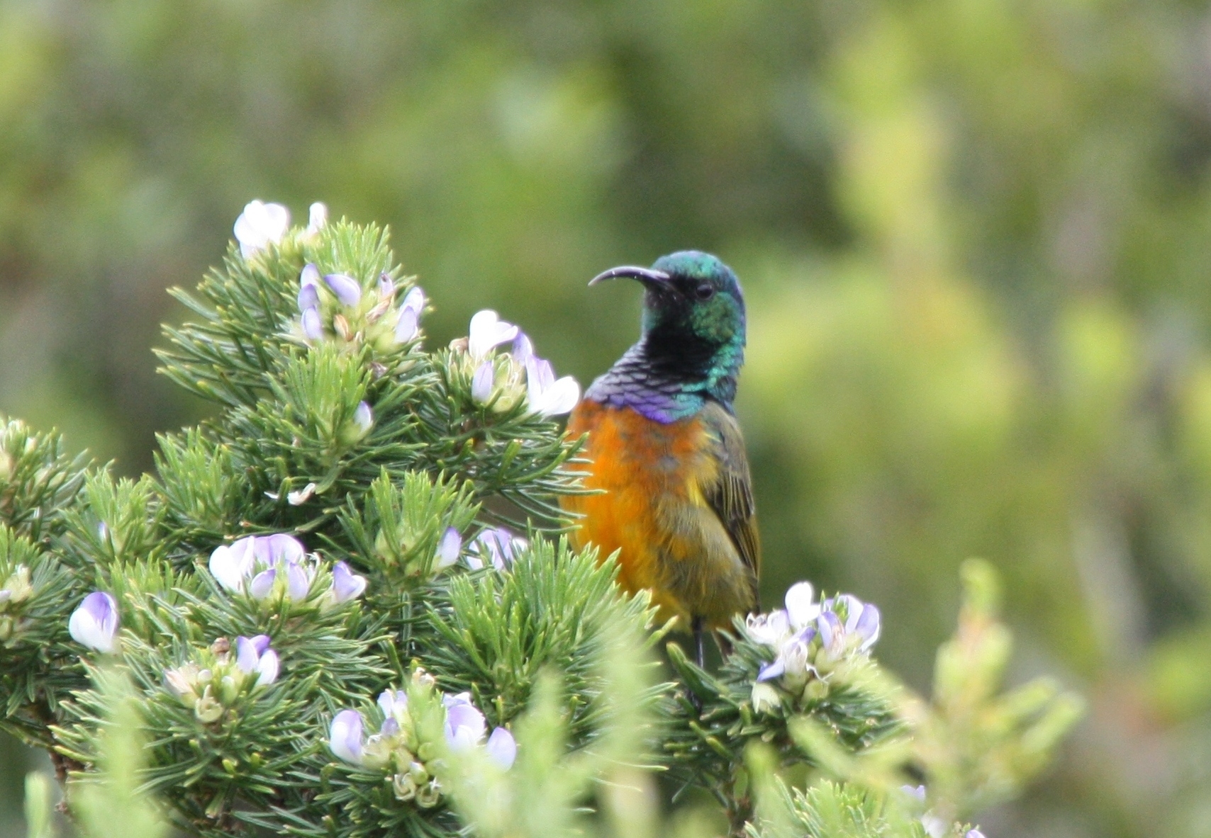 sunbird-at-cape-point