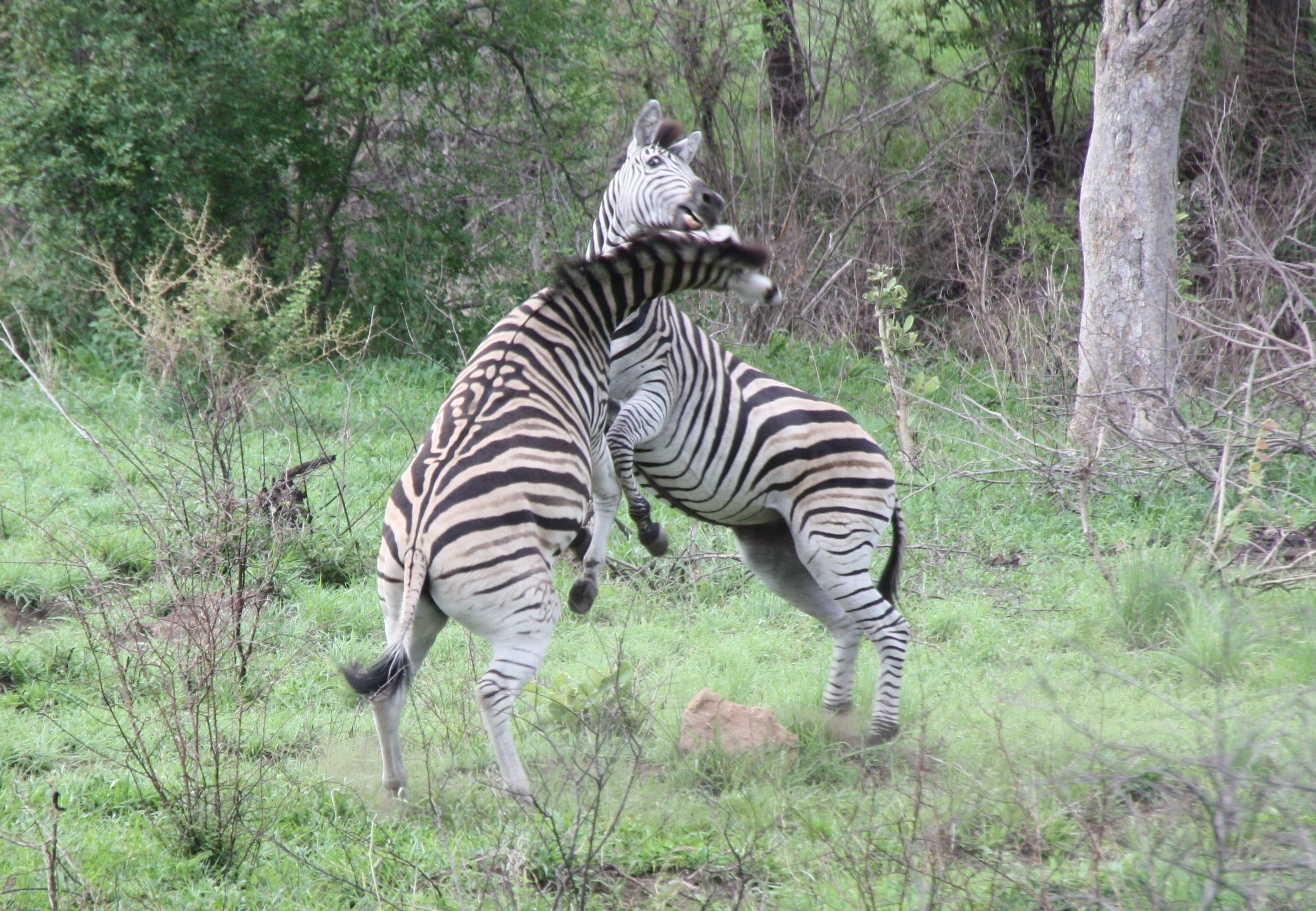 fighting-zebras