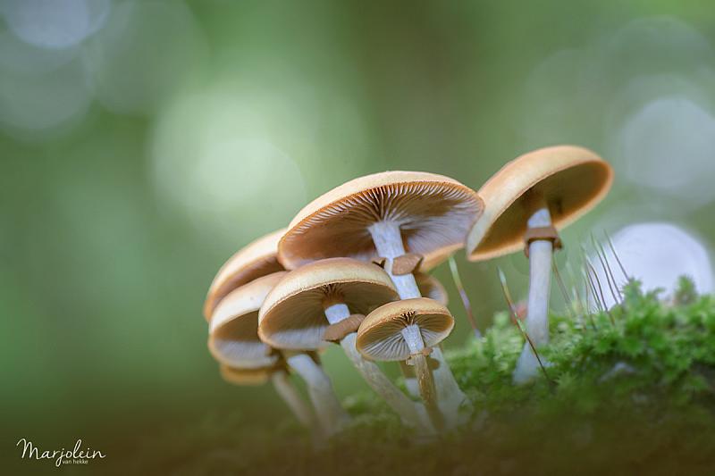herfst-2018