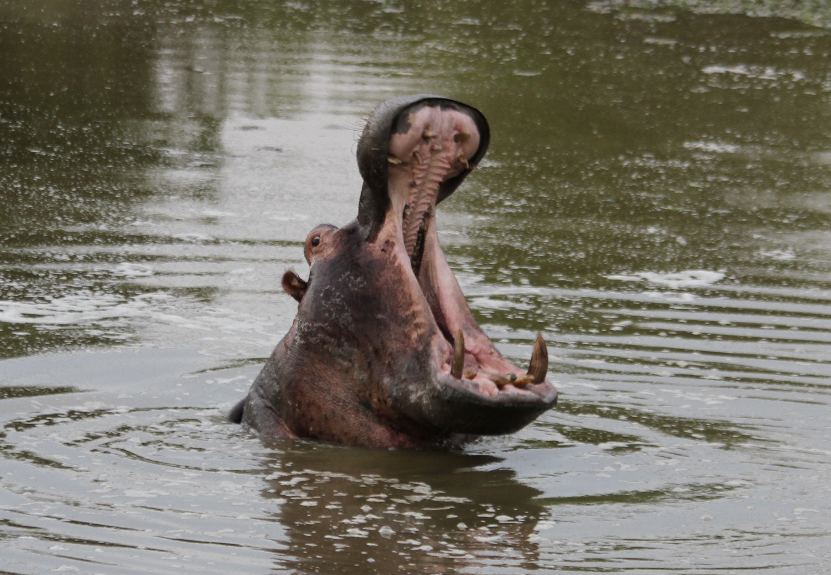 hippo-showing-off