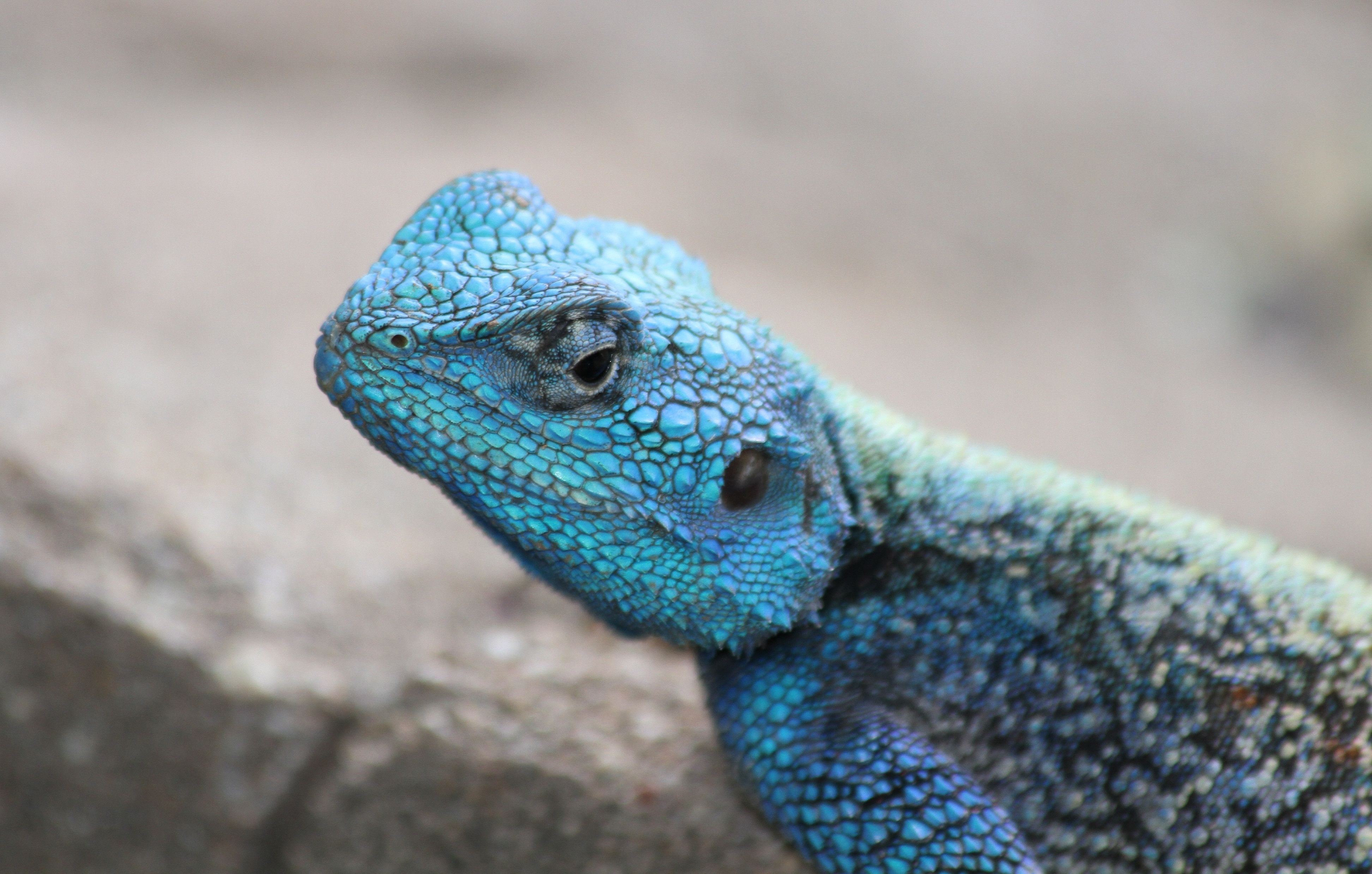 southern-tree-agama
