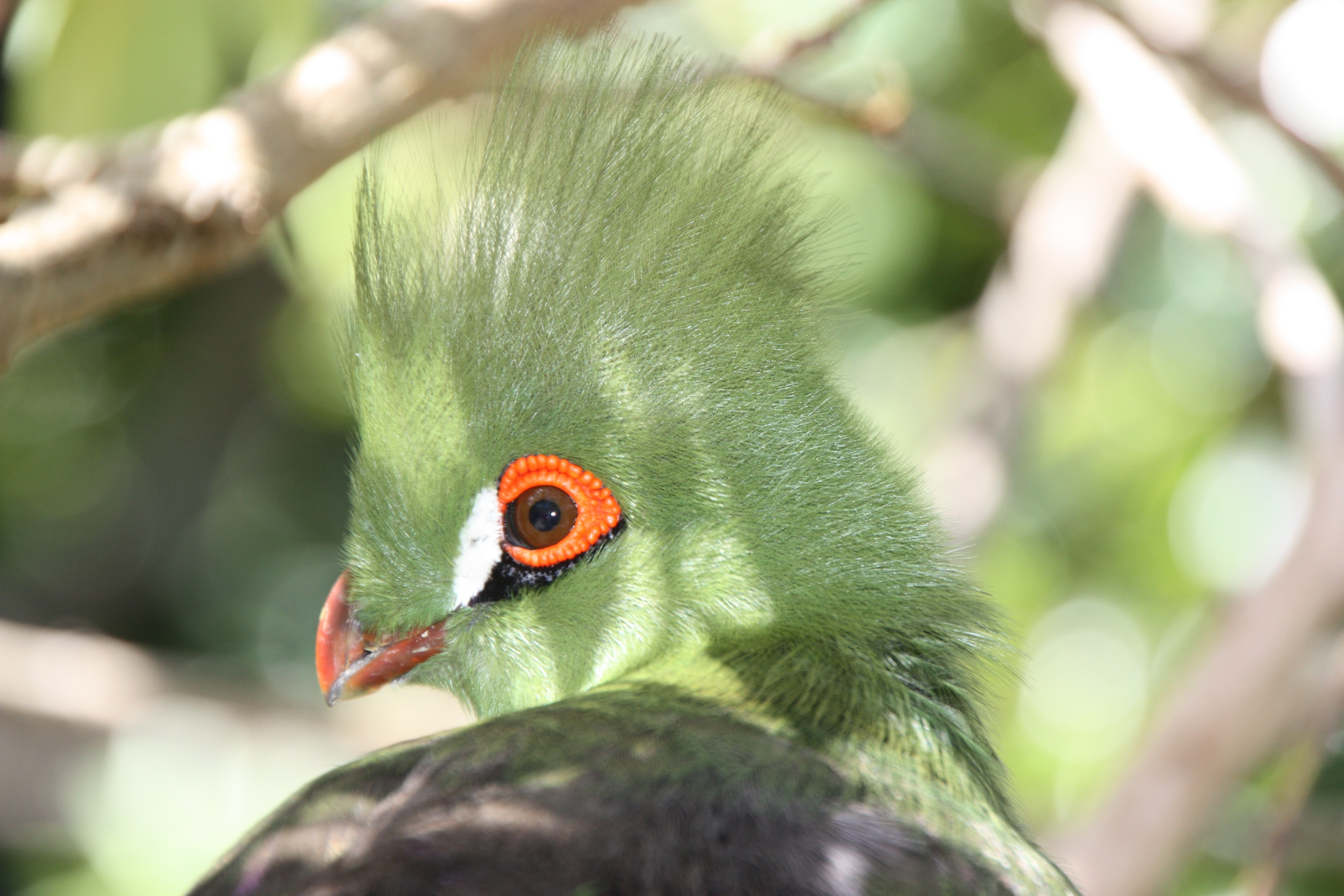 green-crested-turaco