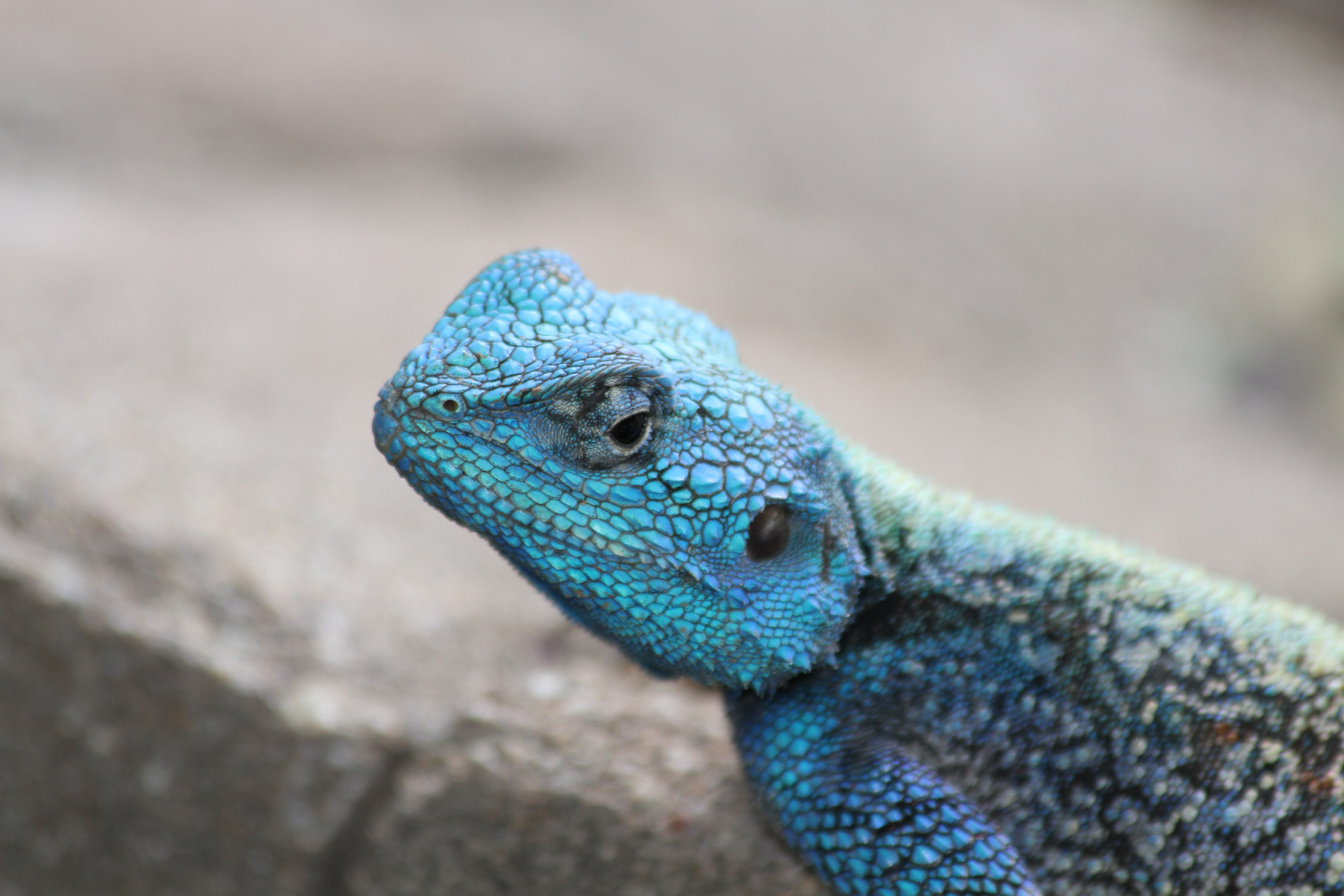 kruger-park-southern-rock-agama-lizard