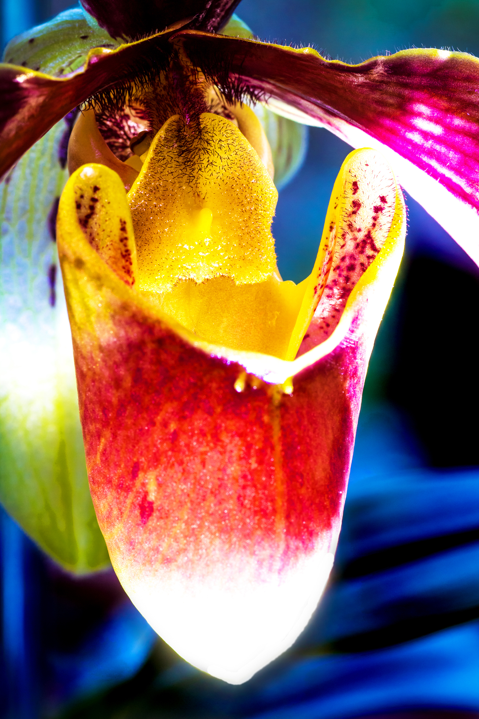 lichtgevende-orchidee