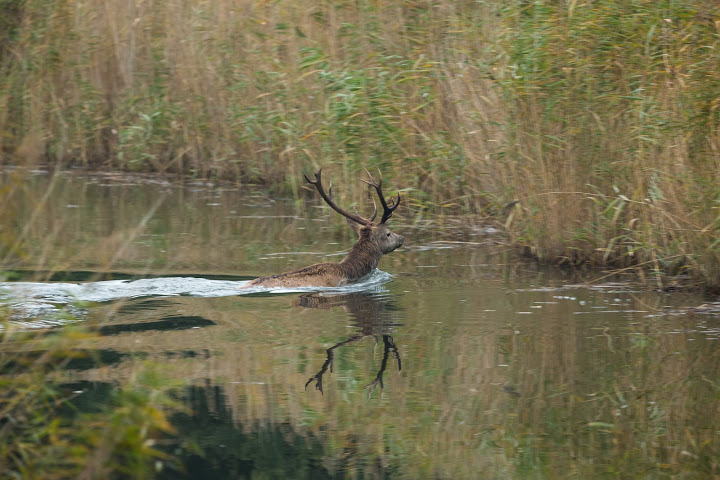 zwemmend-hert