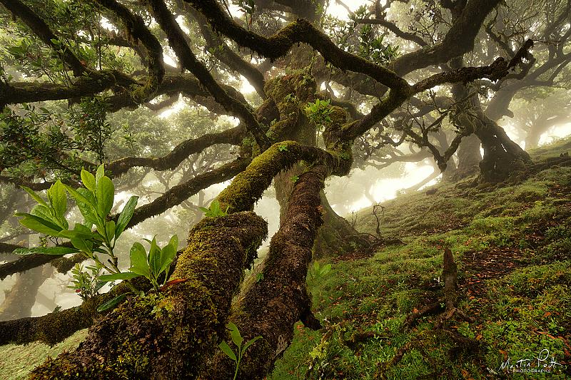 entangled