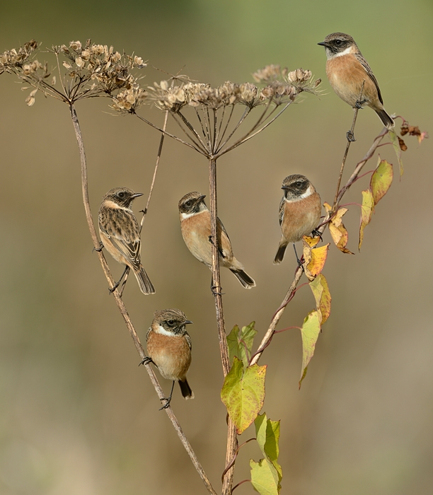 familie-roodborsttapuit