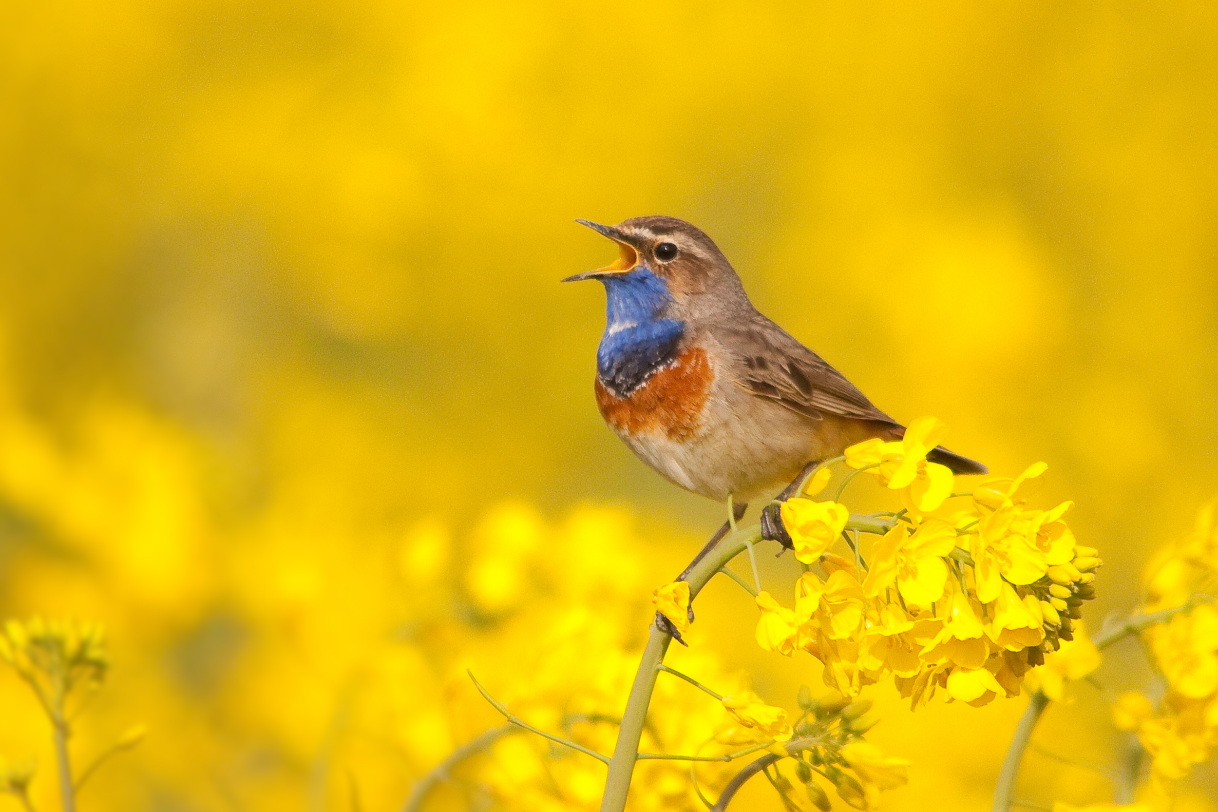 blauwborst-in-koolzaad