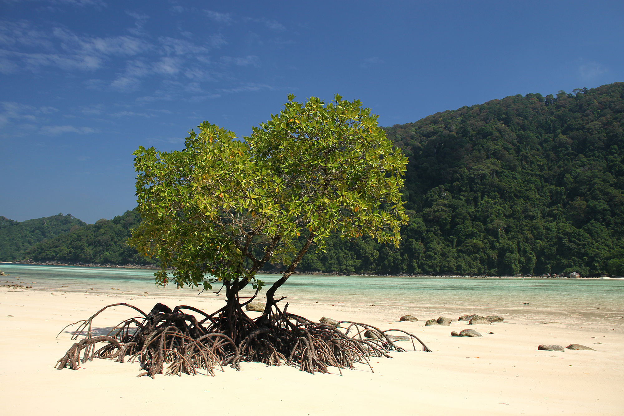 green-tree-on-a-white-sandy-beach