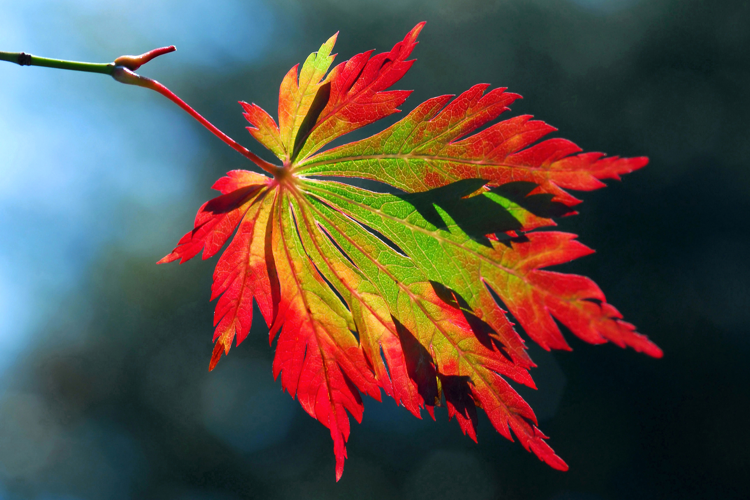 brilliant-autumn-colours-acer-japonicum-aconitifolium